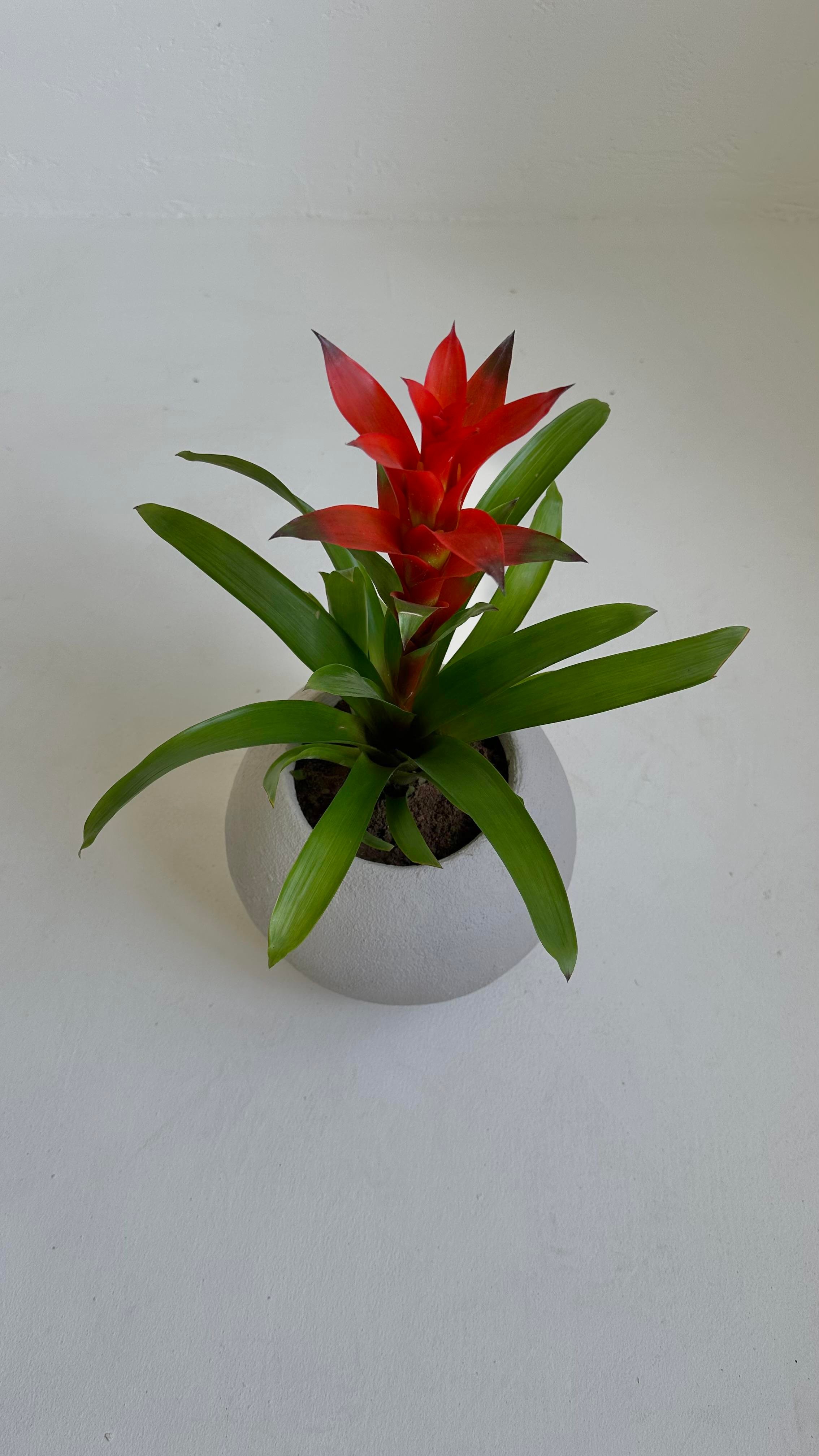 Küre Saksı 25 CM