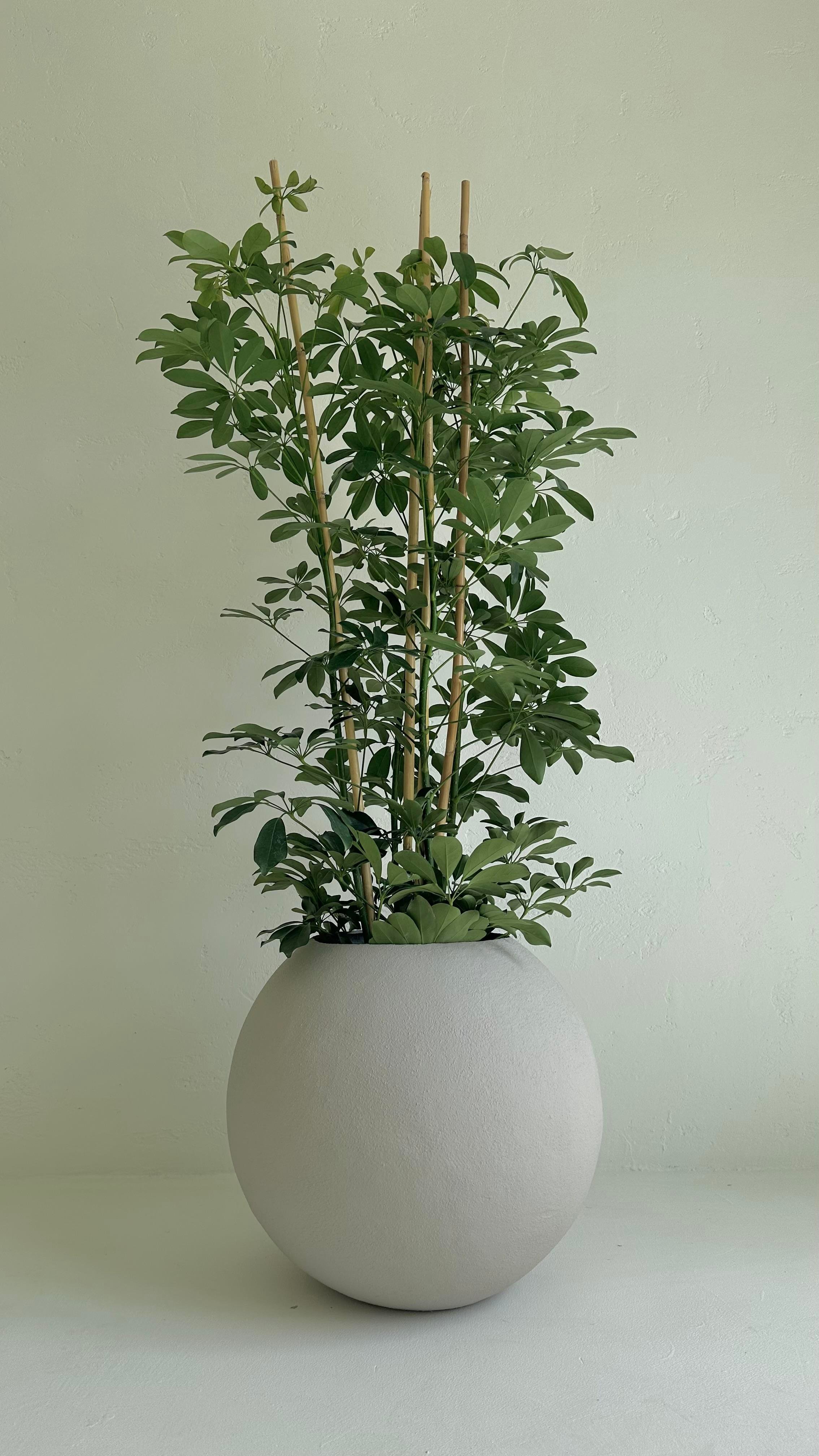 Küre Saksı 50 CM