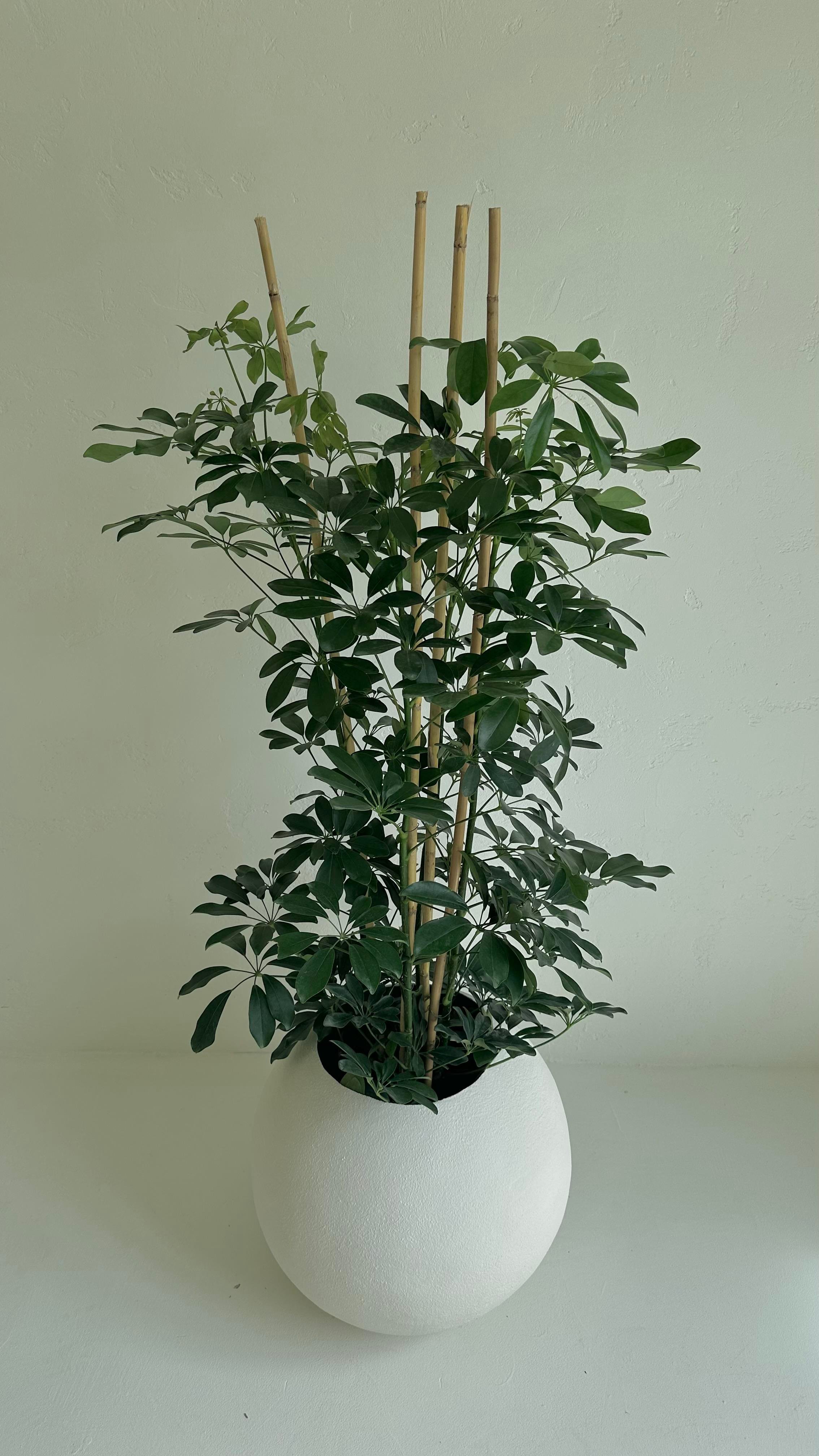 Küre Saksı 50 CM