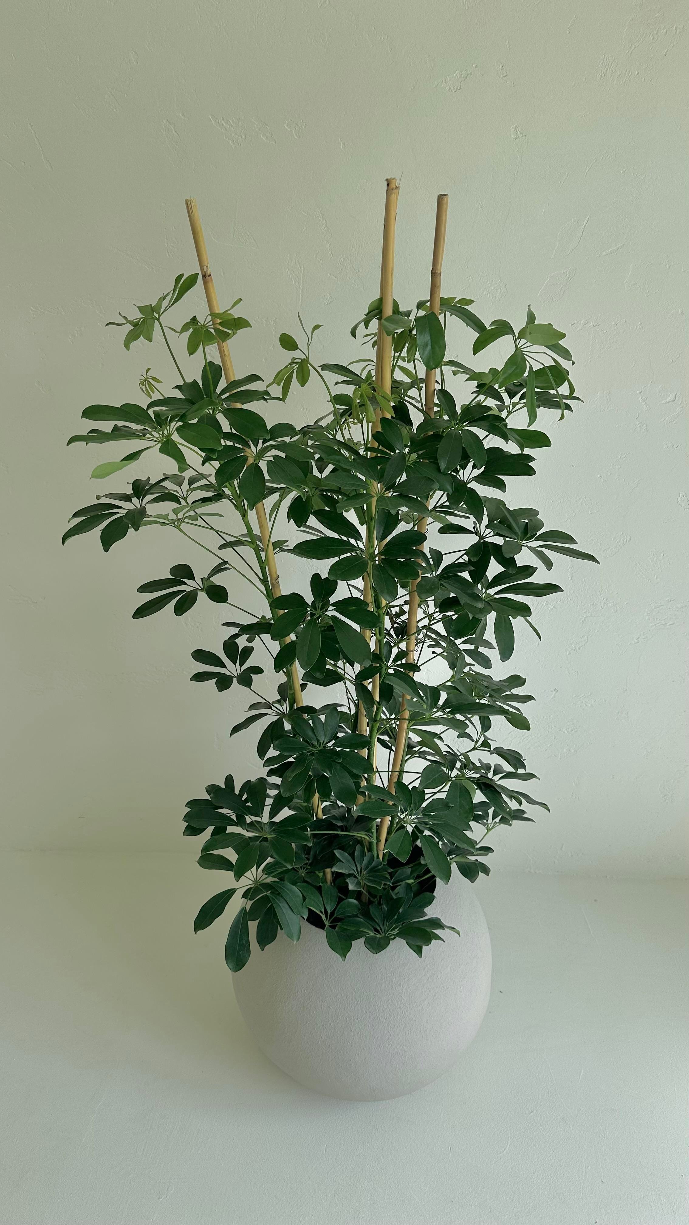 Küre Saksı 50 CM