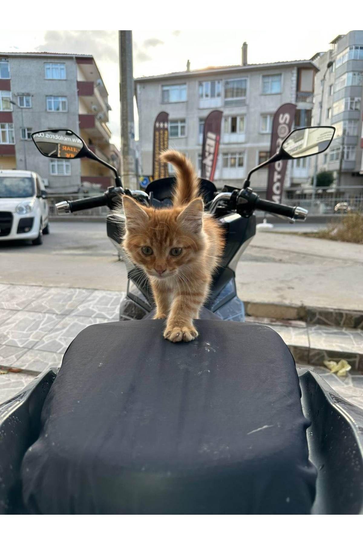 Dylan 150 Motosiklet Gri Sele Kılıfı Örtüsü Brandası-123188