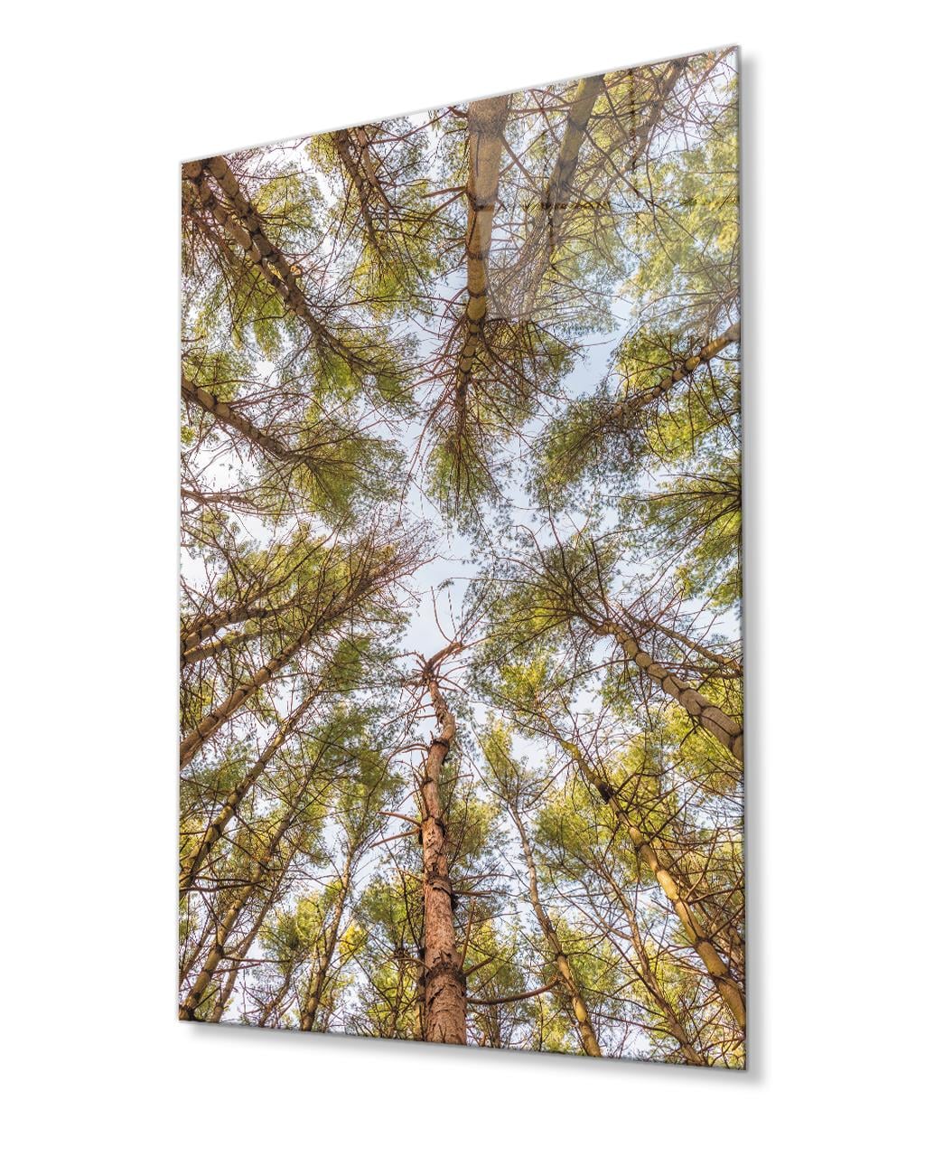 Ağaçlar Cam  Tablo 4mm Dayanıklı Temperli Cam Trees Glass Painting