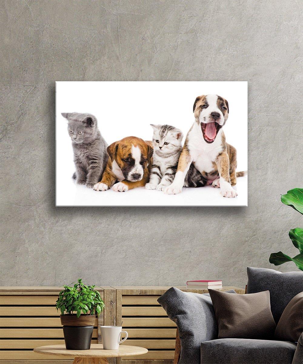 Kediler ve Köpekler Cam Tablo  4mm Dayanıklı Temperli Cam