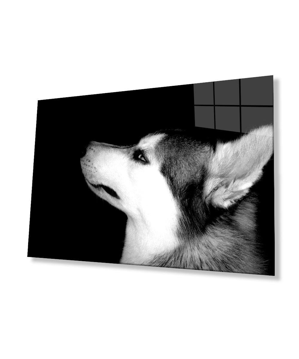 Kurt Hayvan  Cam Tablo