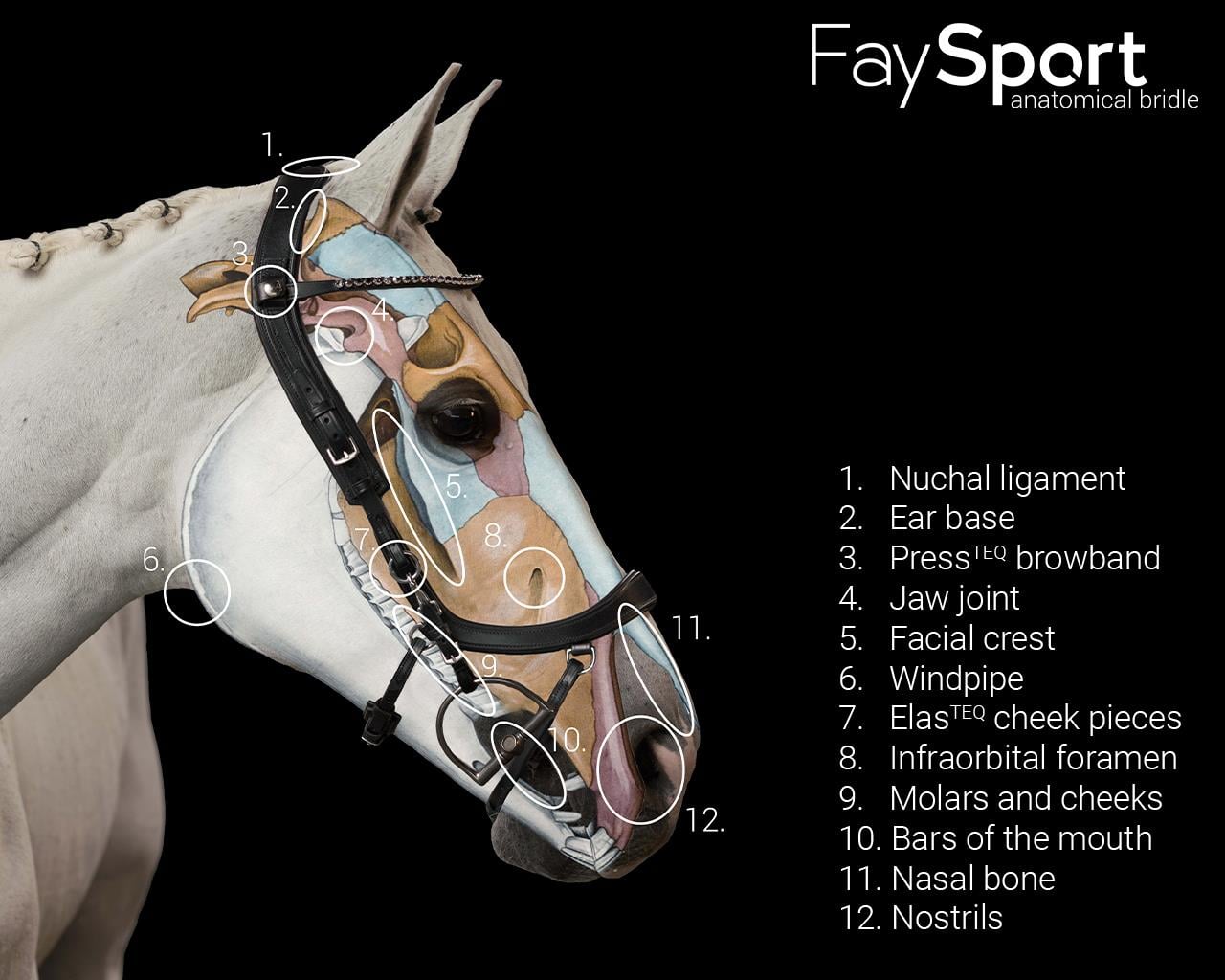 Başlık FaySport