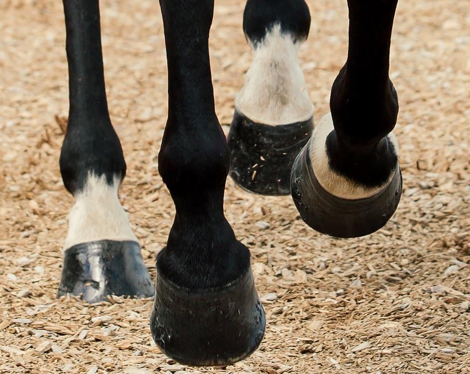 TRM HOOFMAKER