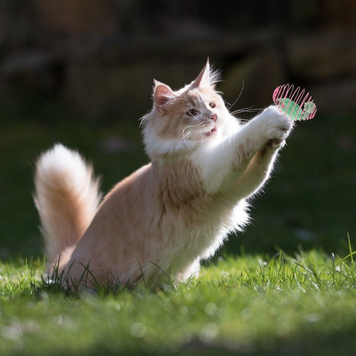 BUFFER® Yaylı Metal Fareli Kafes Kedi Oyun Topu Sıçrayan Spiral Kedi Topu