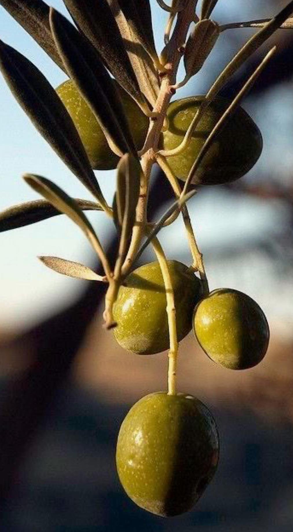 ERKEN HASAT NATUREL SIZMA ZEYTİNYAĞI