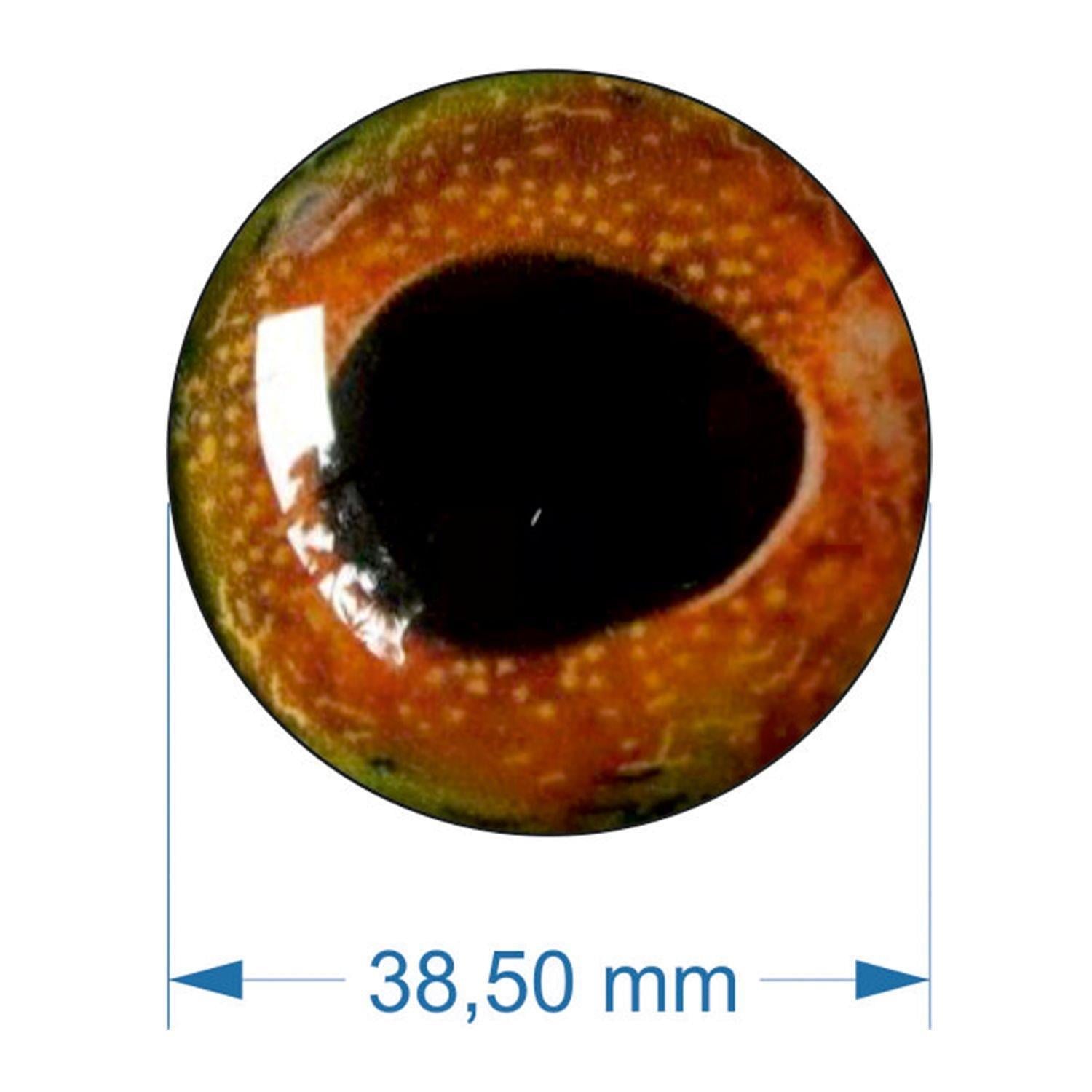 Balık gözü 38,5-02