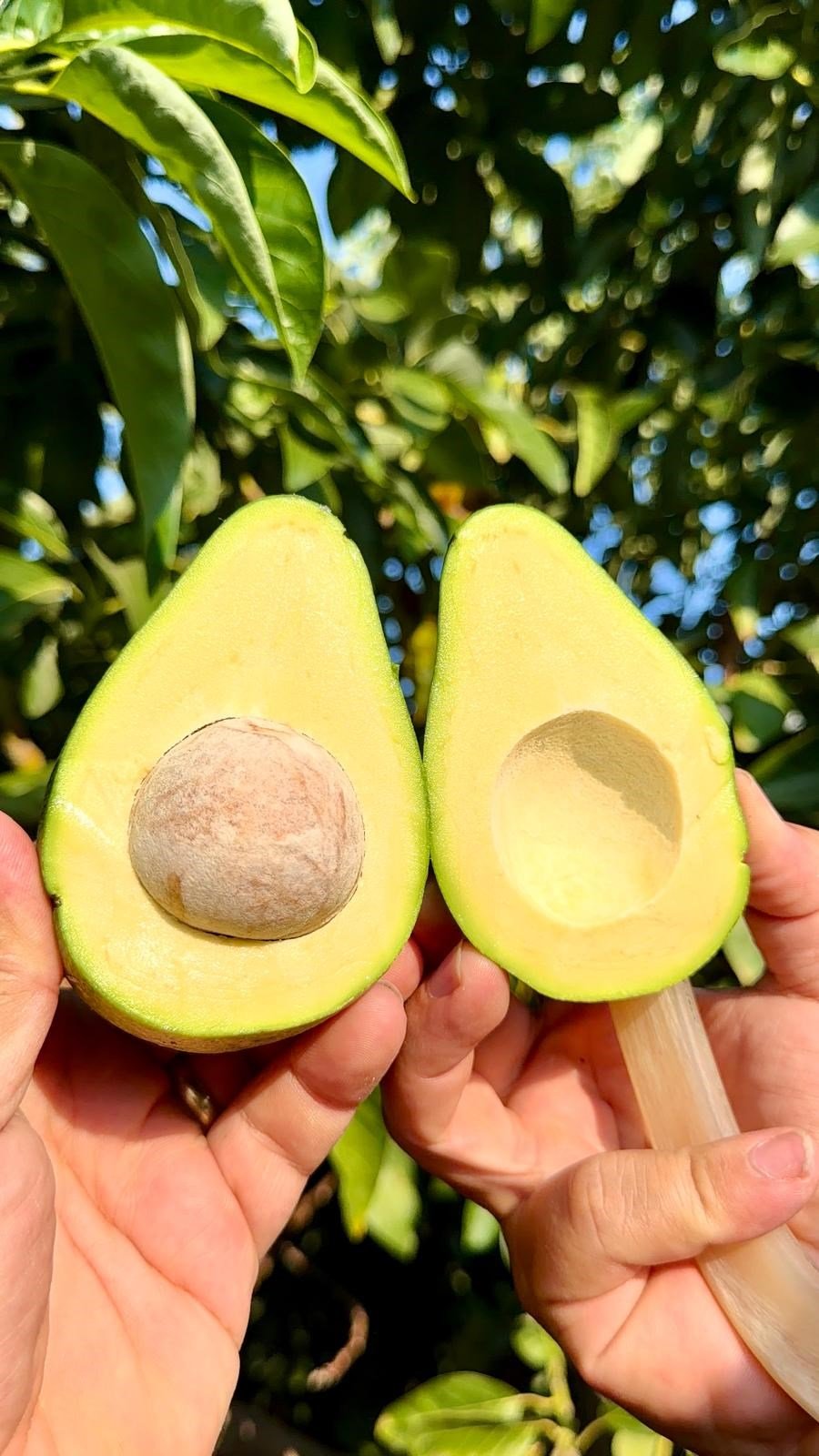 10 ADET CLİFTON AVOKADO ADET ( 200 GR  ÜZERİ )