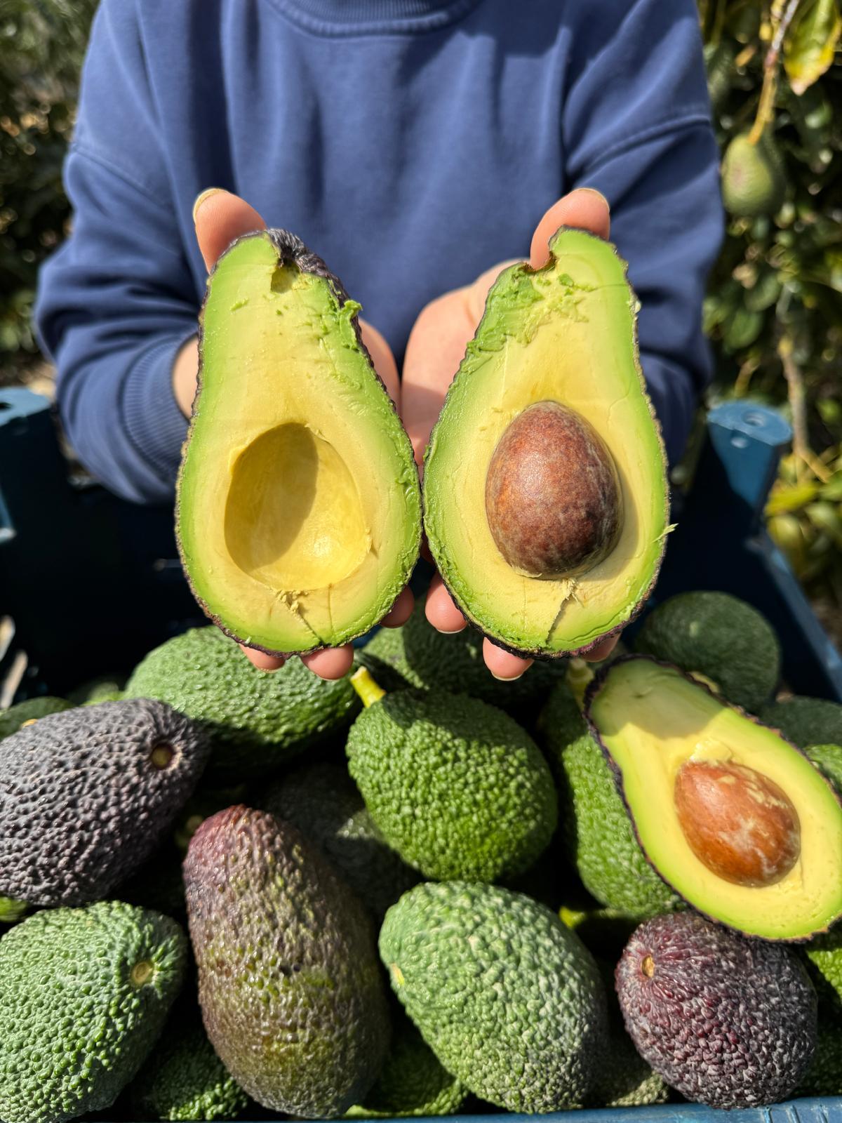 10 Adet Jumbo Hass Avokado (250gr ve üzeri)