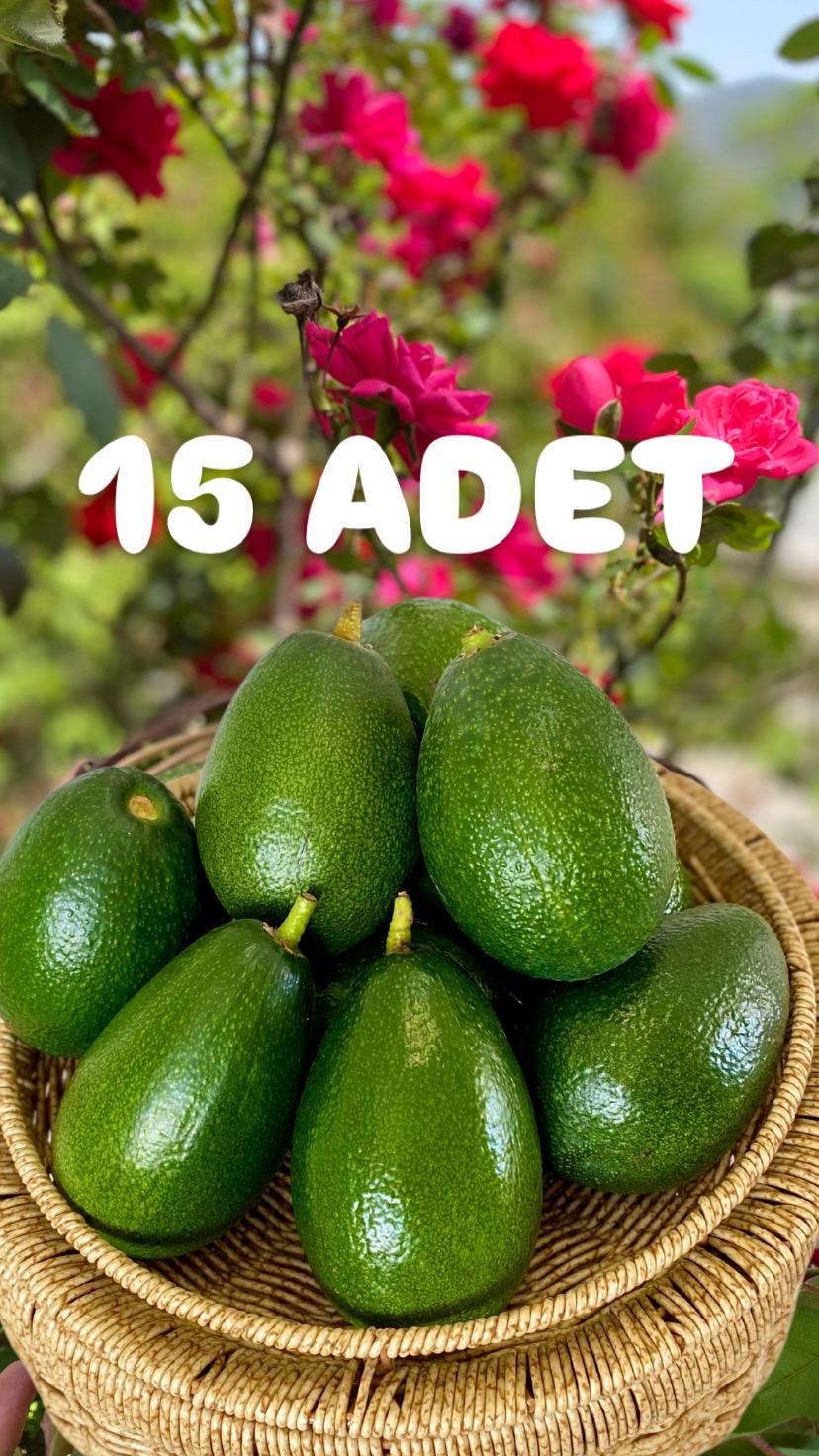 BACON AVOKADO 15 ADET ( 230 GR ÜZERİ )