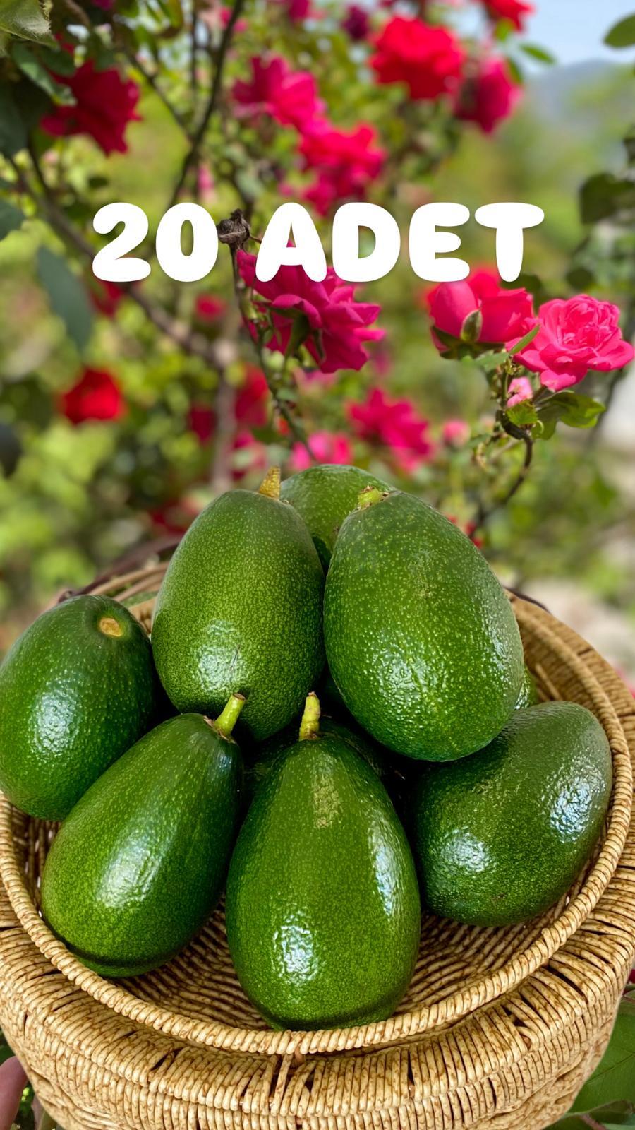 BACON AVOKADO 5 ADET ( 230 GR ÜZERİ )