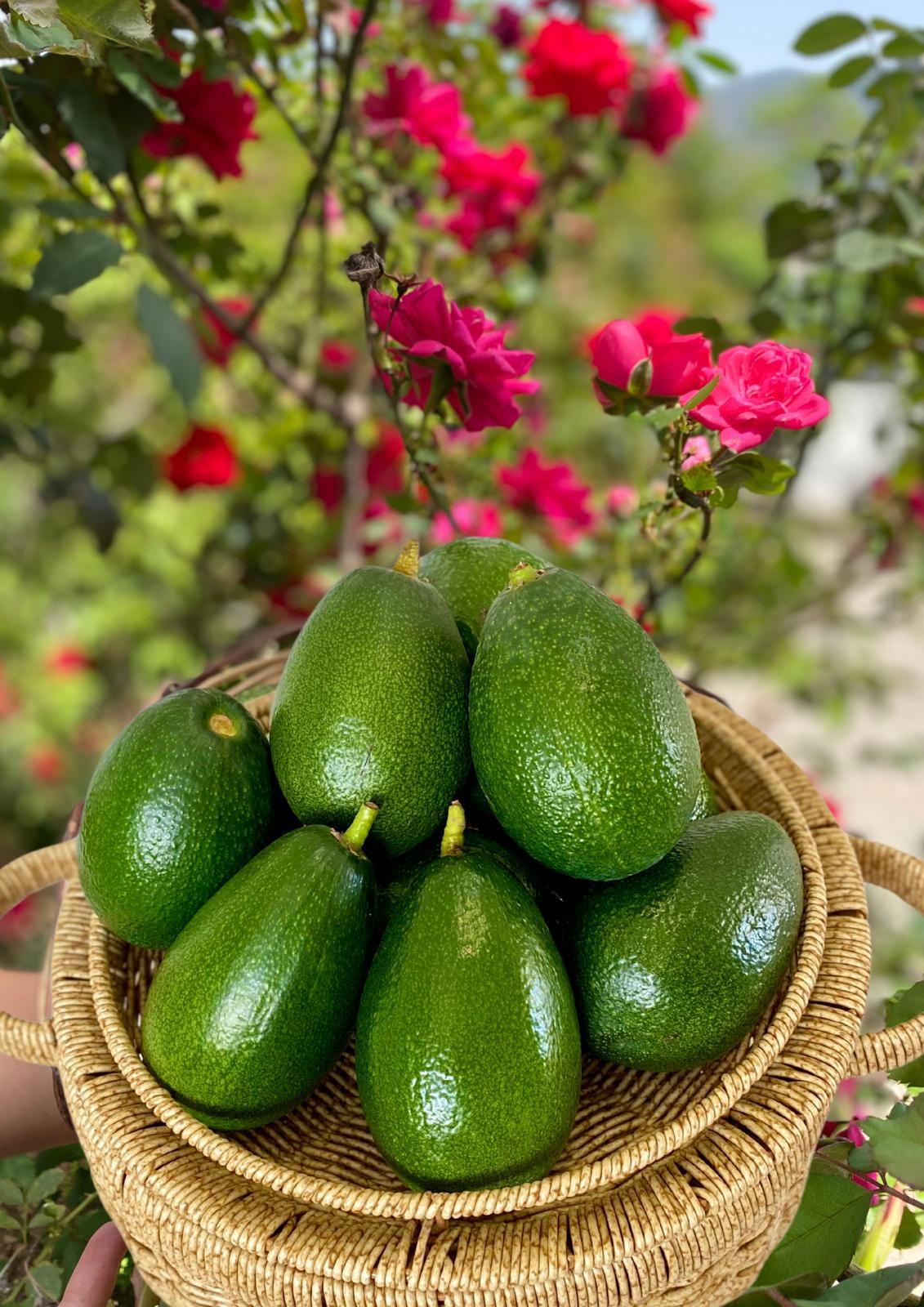 BACON AVOKADO ADET ( 230 GR  ÜZERİ )