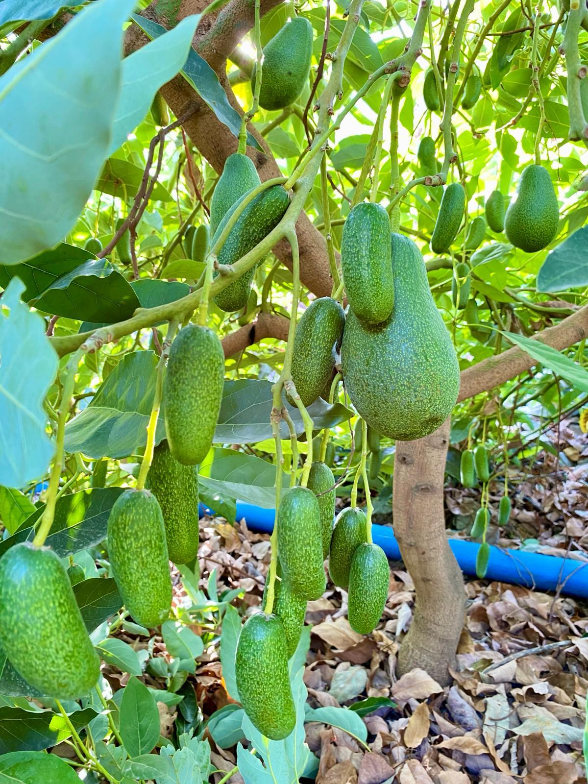 BEBEK AVOKADO ( 1KG )