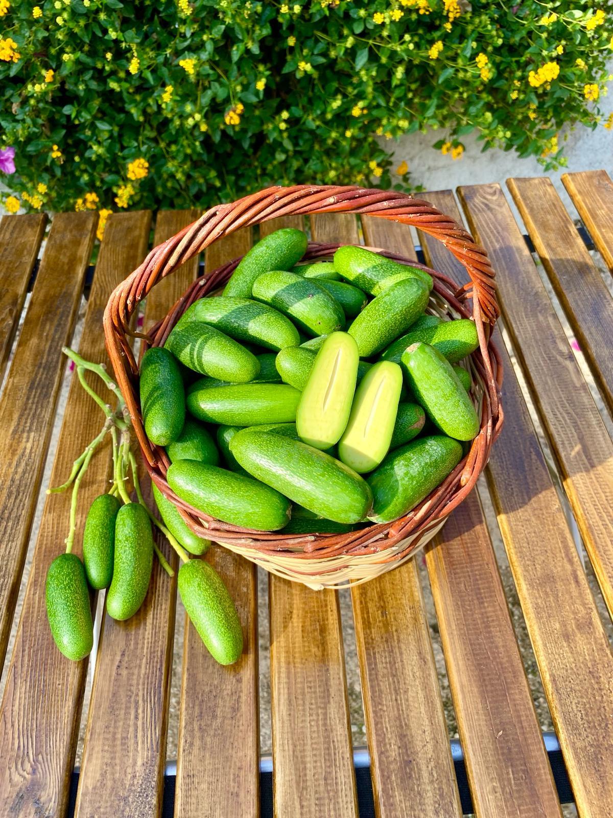 BEBEK AVOKADO ( 1KG )