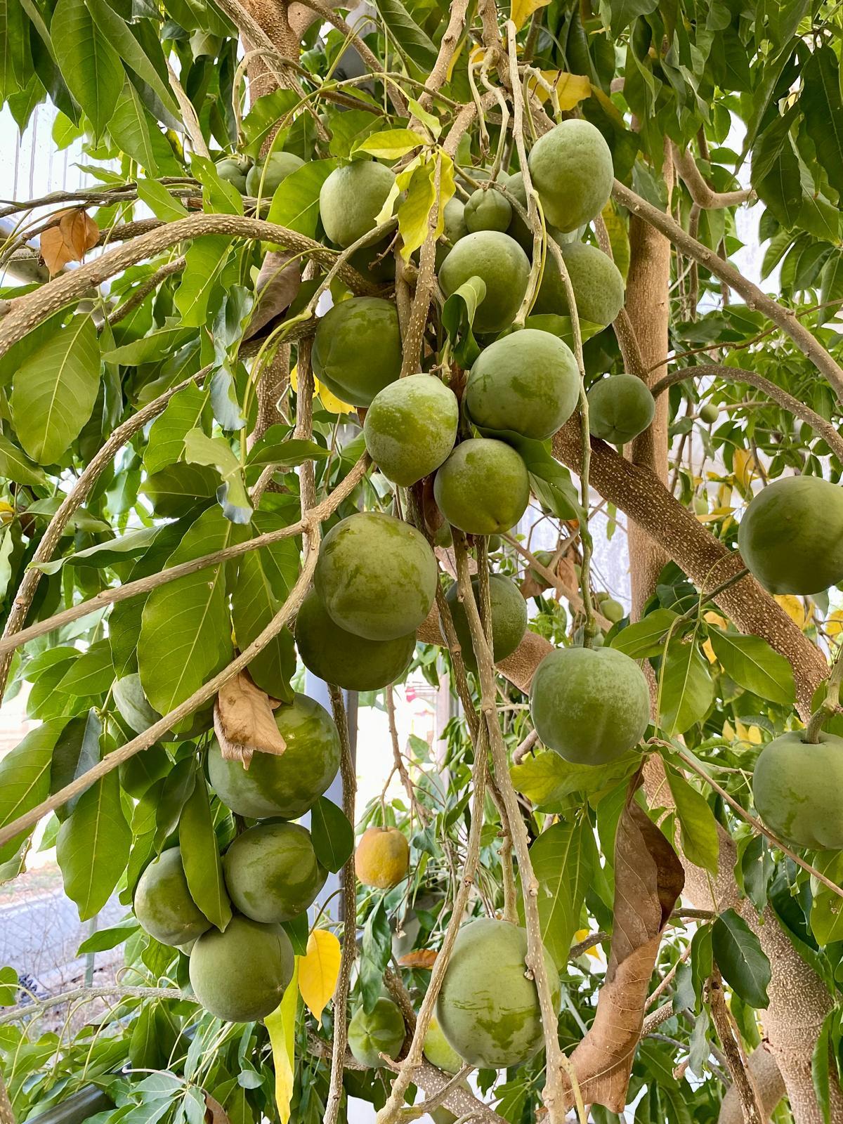 BEYAZ ÇİKOLATA  MEYVESİ ( WHİTE SAPOTE ) 1 KG