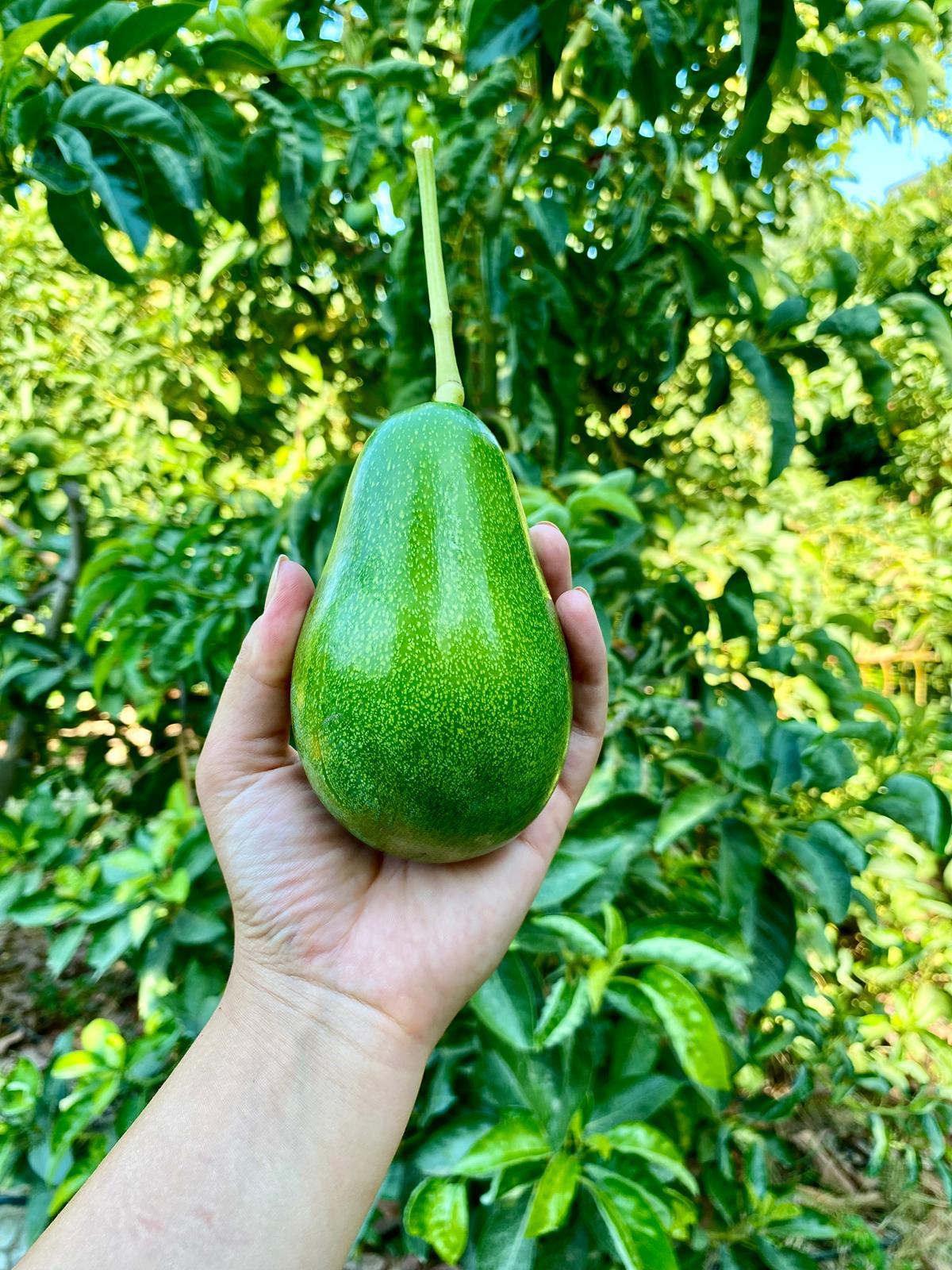 CLİFTON AVOKADO ADET ( 200 GR  ÜZERİ )