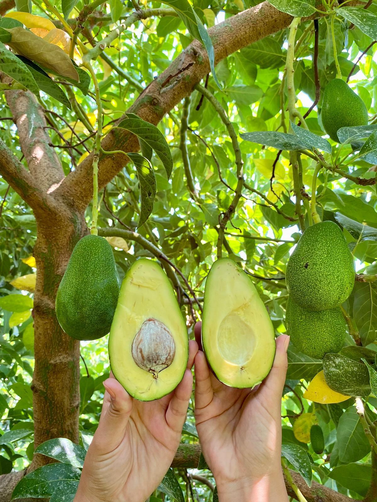 CLİFTON AVOKADO ADET ( 200 GR  ÜZERİ )