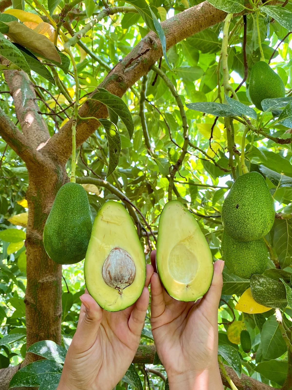 CLİFTON AVOKADO ADET ( 200 GR  ÜZERİ )