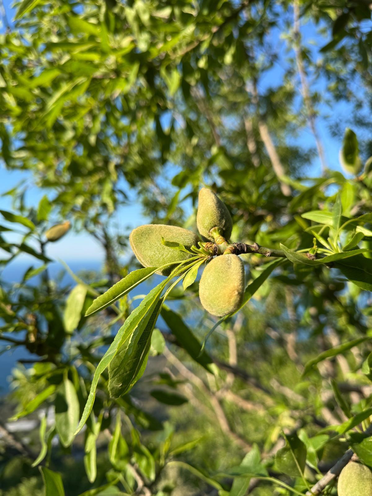 Datça Çağla Badem 500 gr