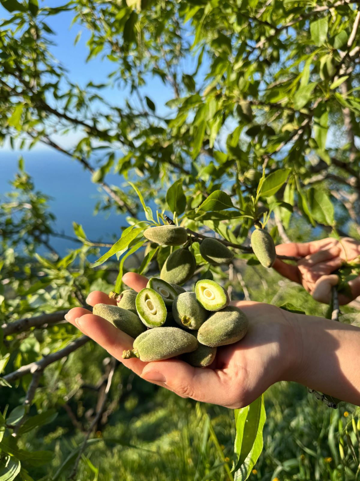 Datça Çağla Badem 500 gr