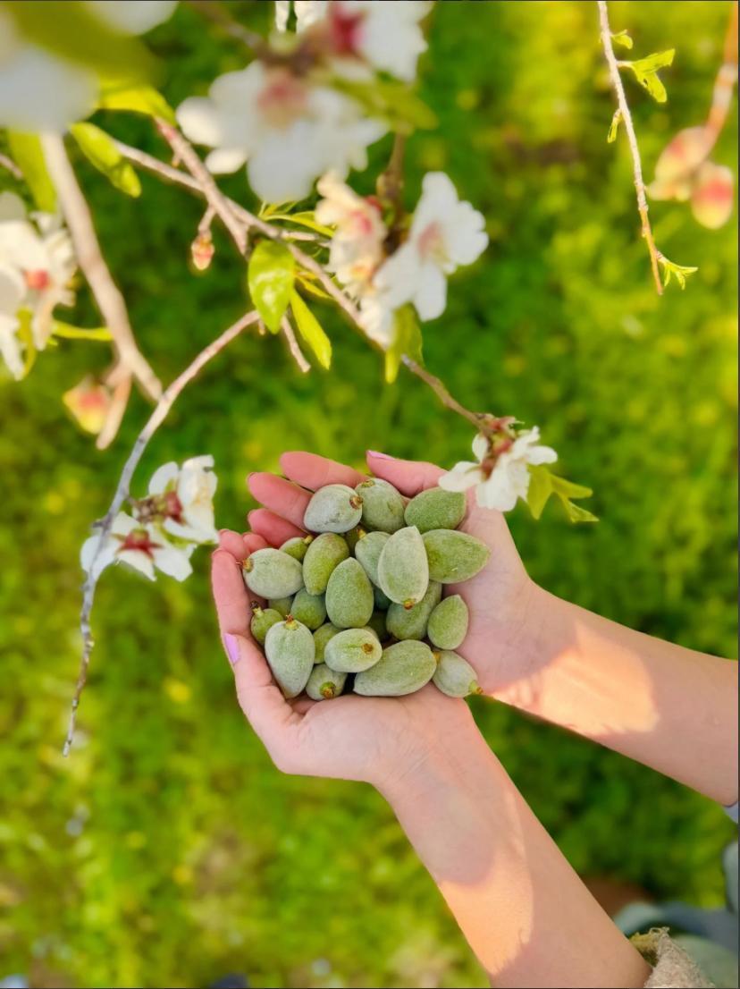 DATÇA ÇAĞLA BADEM 500GR