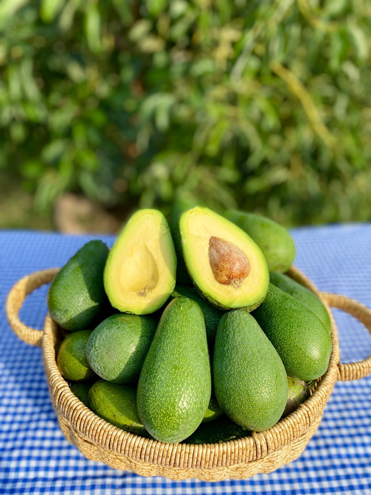 FUERTE AVOKADO ( 1KG )