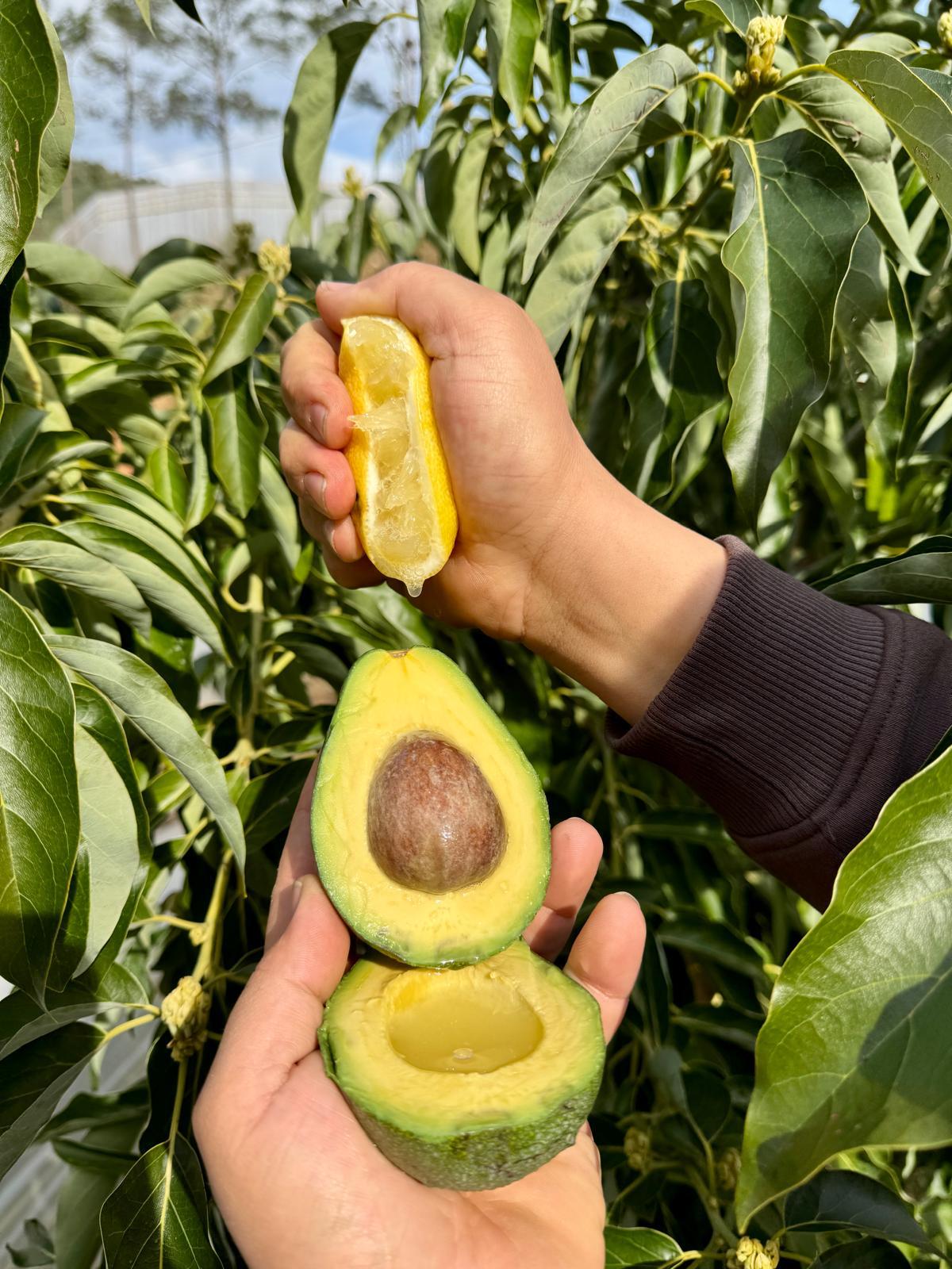 FUERTE Avokado (200 gr üzeri )