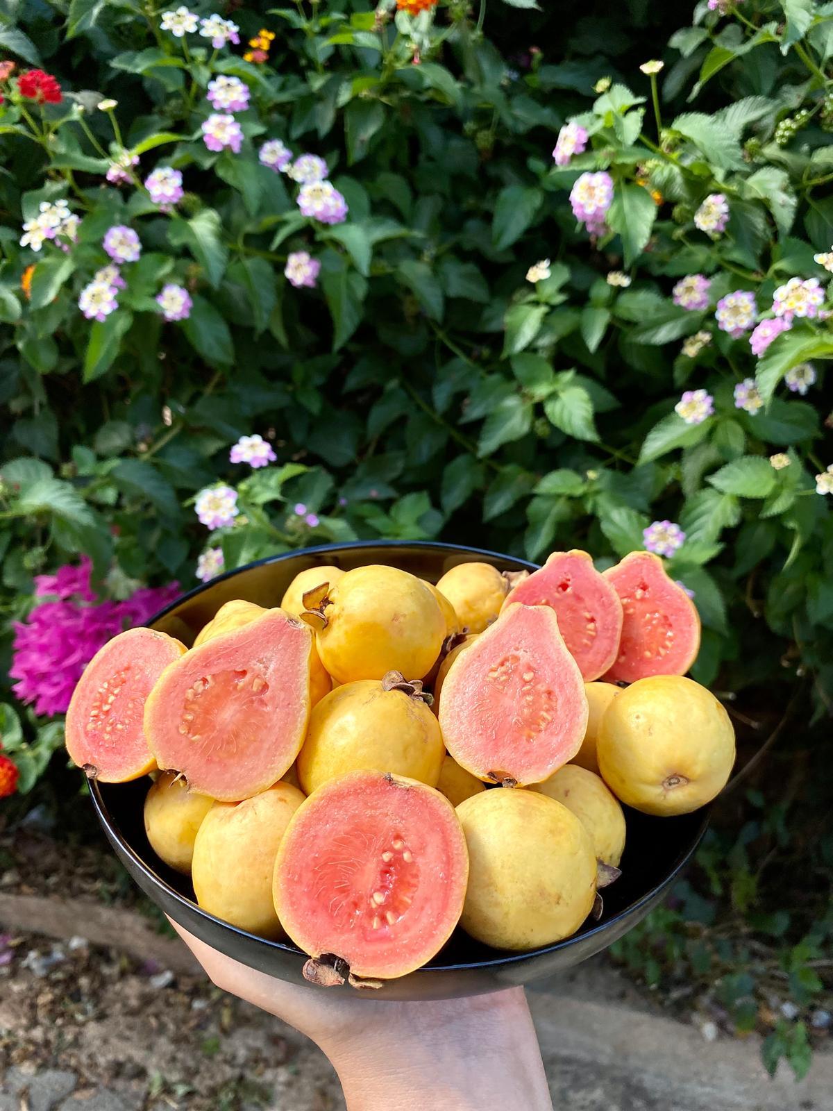 GUAVA MEYVESİ ( 1 KG )