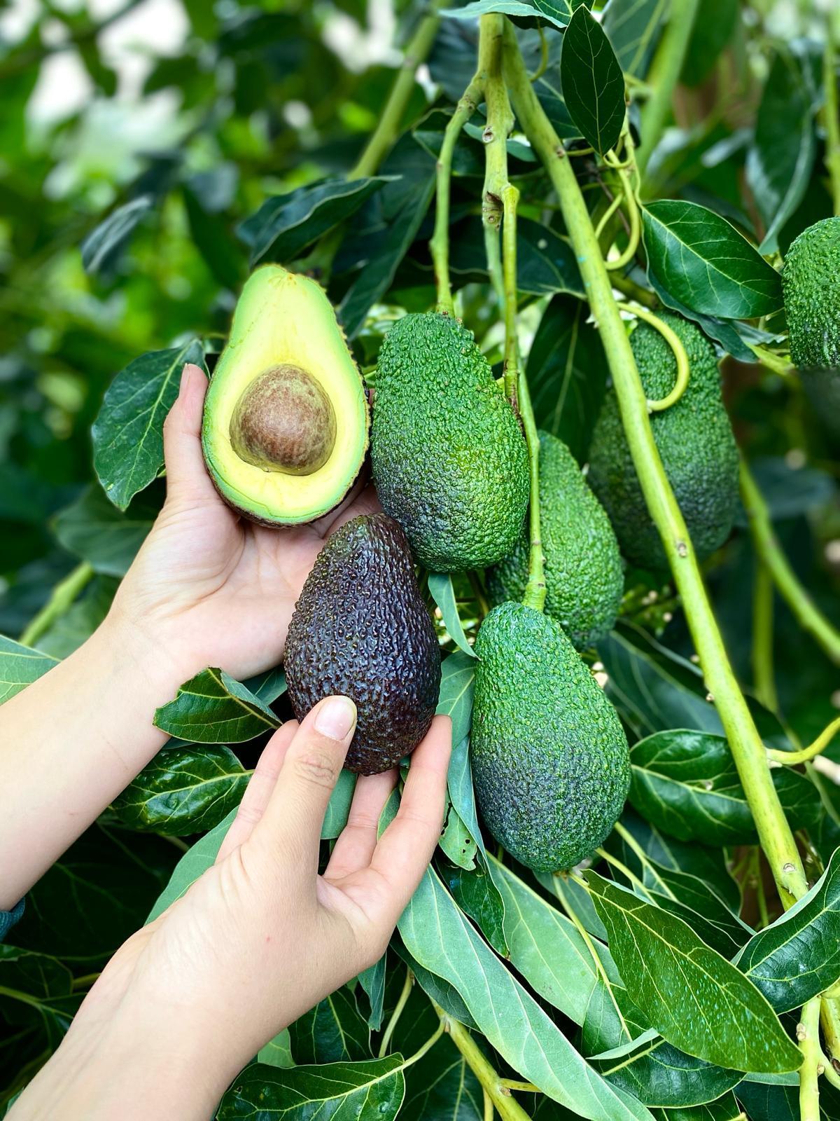 HASS AVOKADO (140gr ve üzeri)