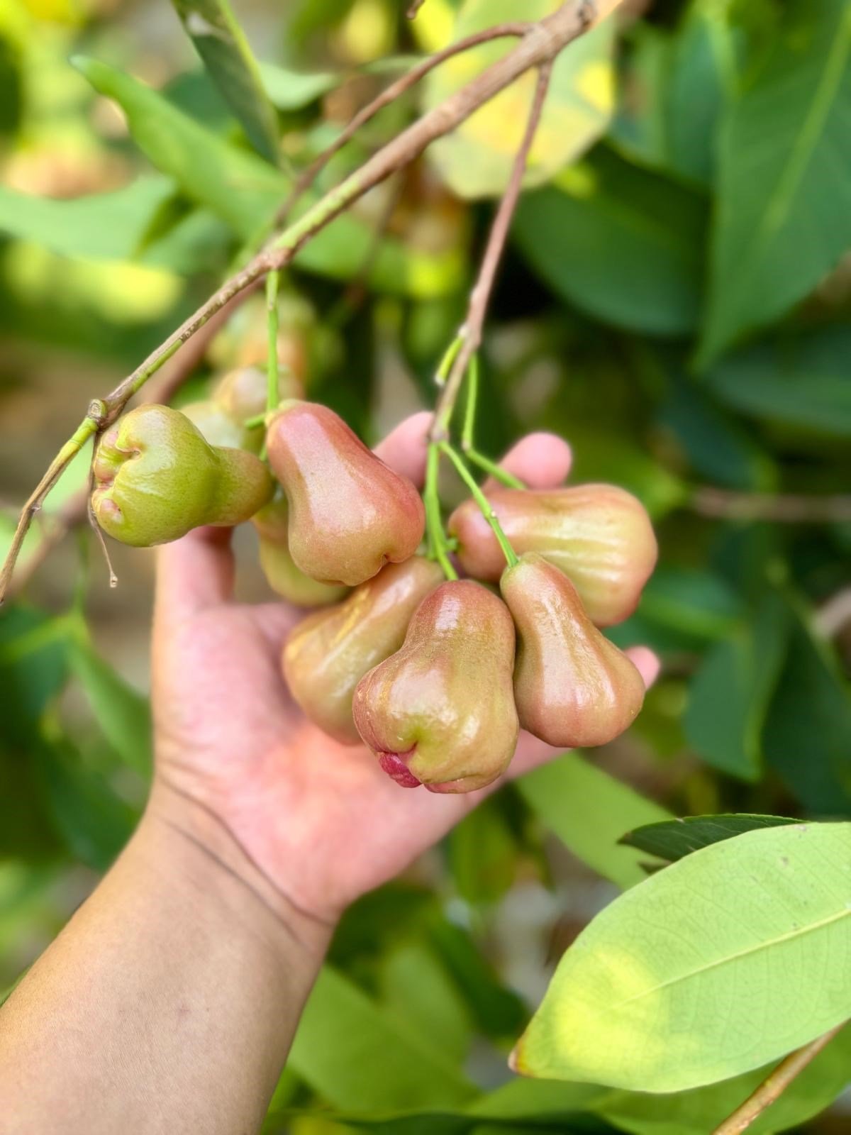 Jambu ( Gül Elması ) 450gr