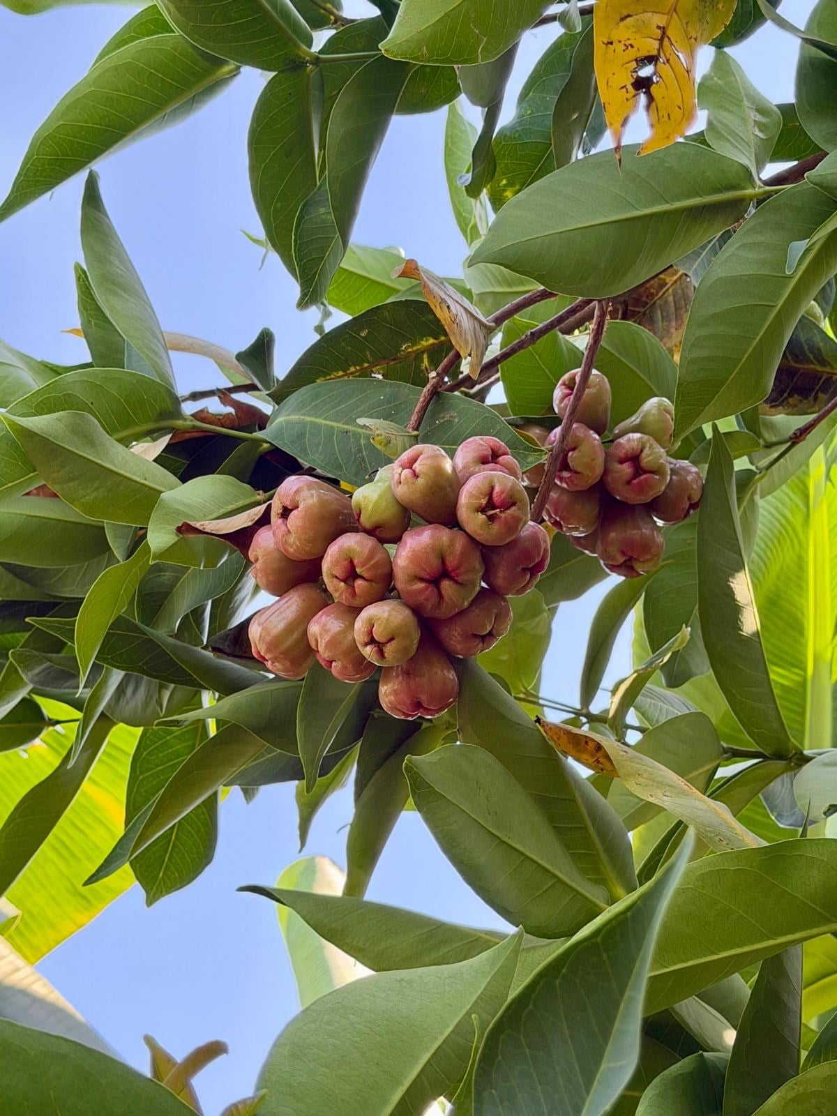 Jambu ( Gül Elması ) 450gr