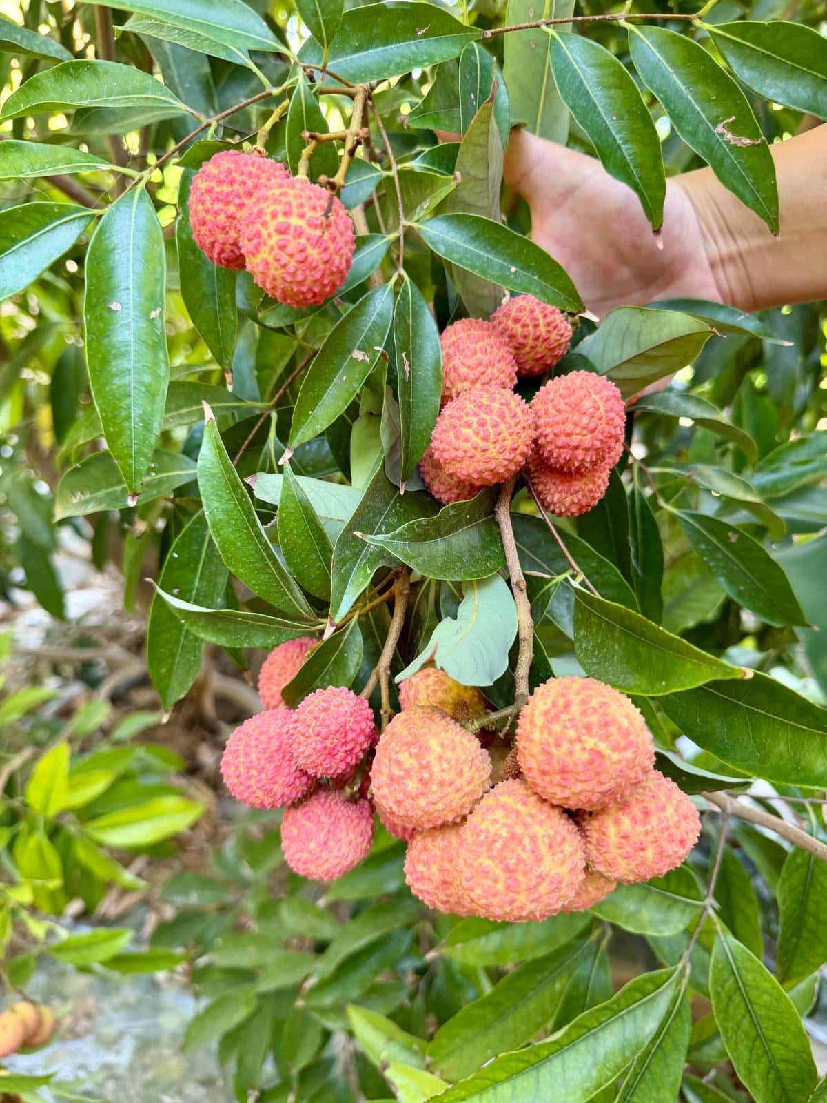 LİÇİ MEYVESİ ( 250GR )