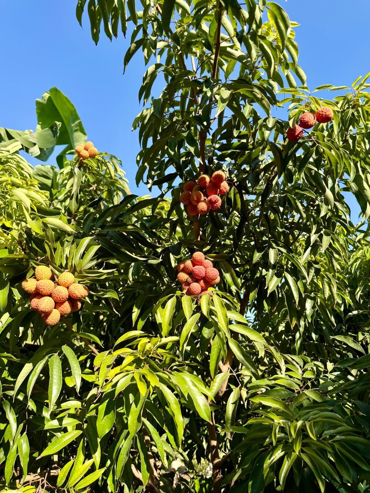LİÇİ MEYVESİ ( 500GR )