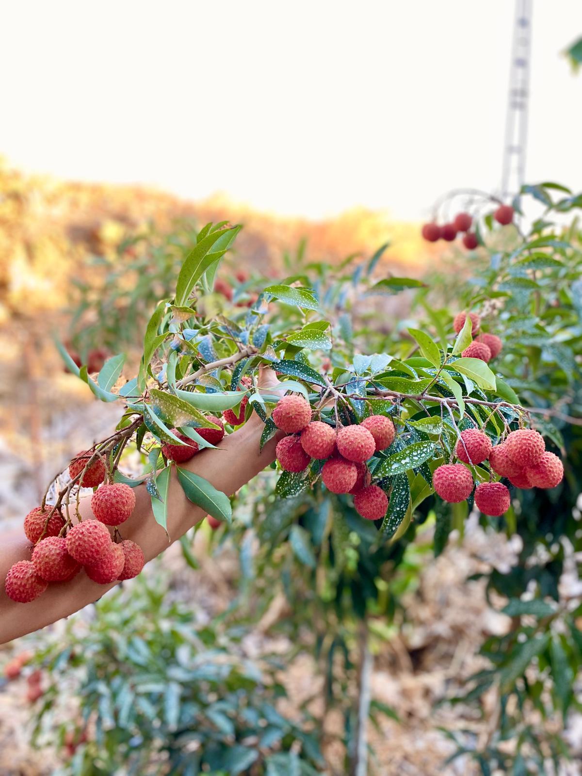 LİÇİ MEYVESİ ( 500GR )