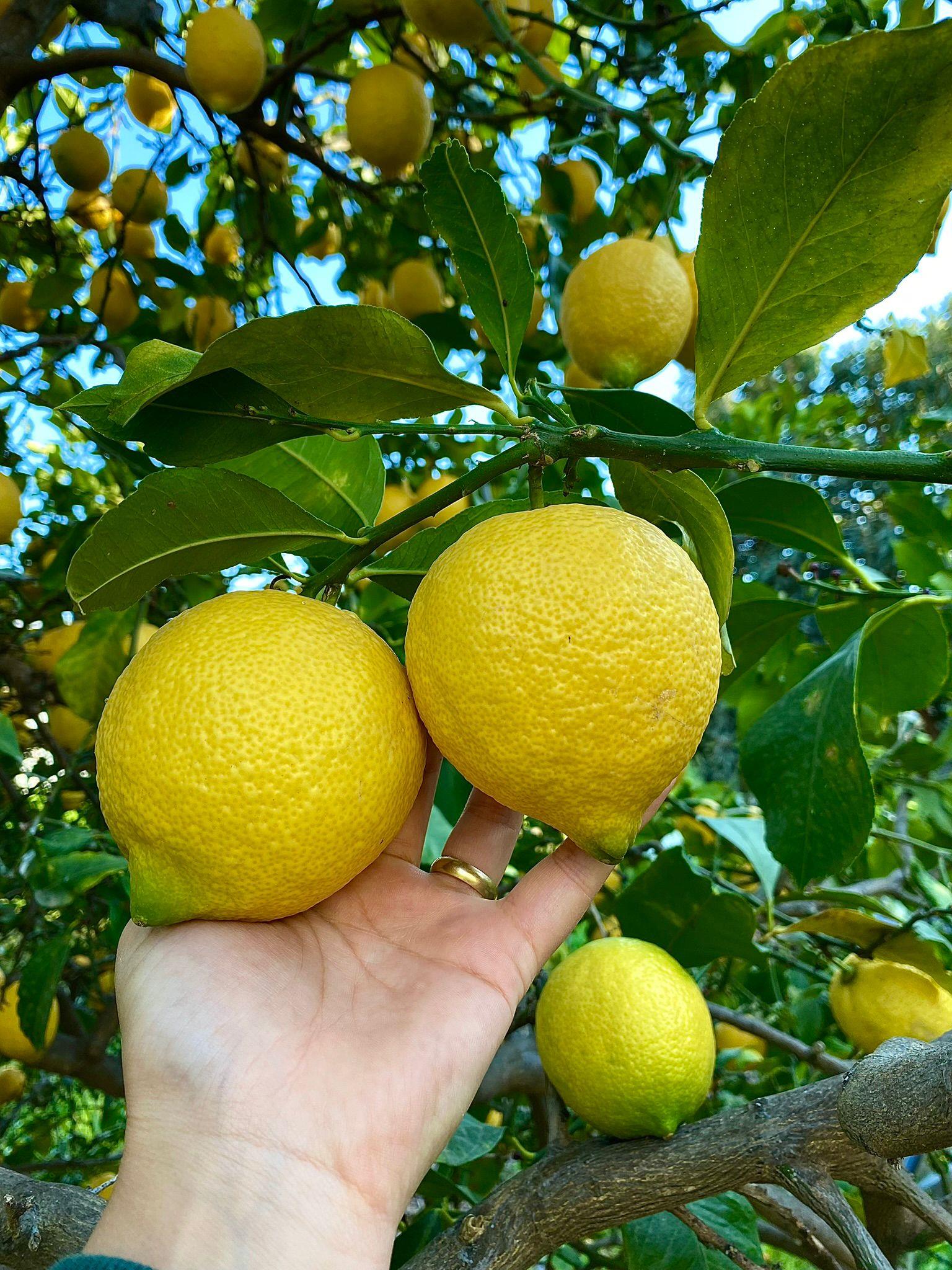 LİMON ( 1KG )