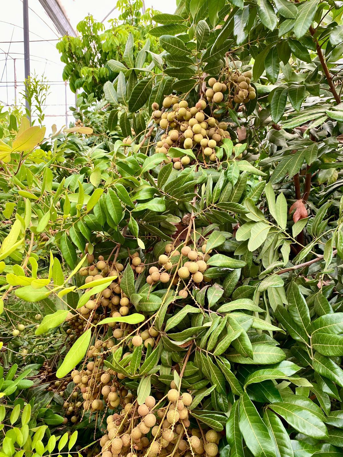 LONGAN ( Ejder Gözü Meyvesi ) 250GR