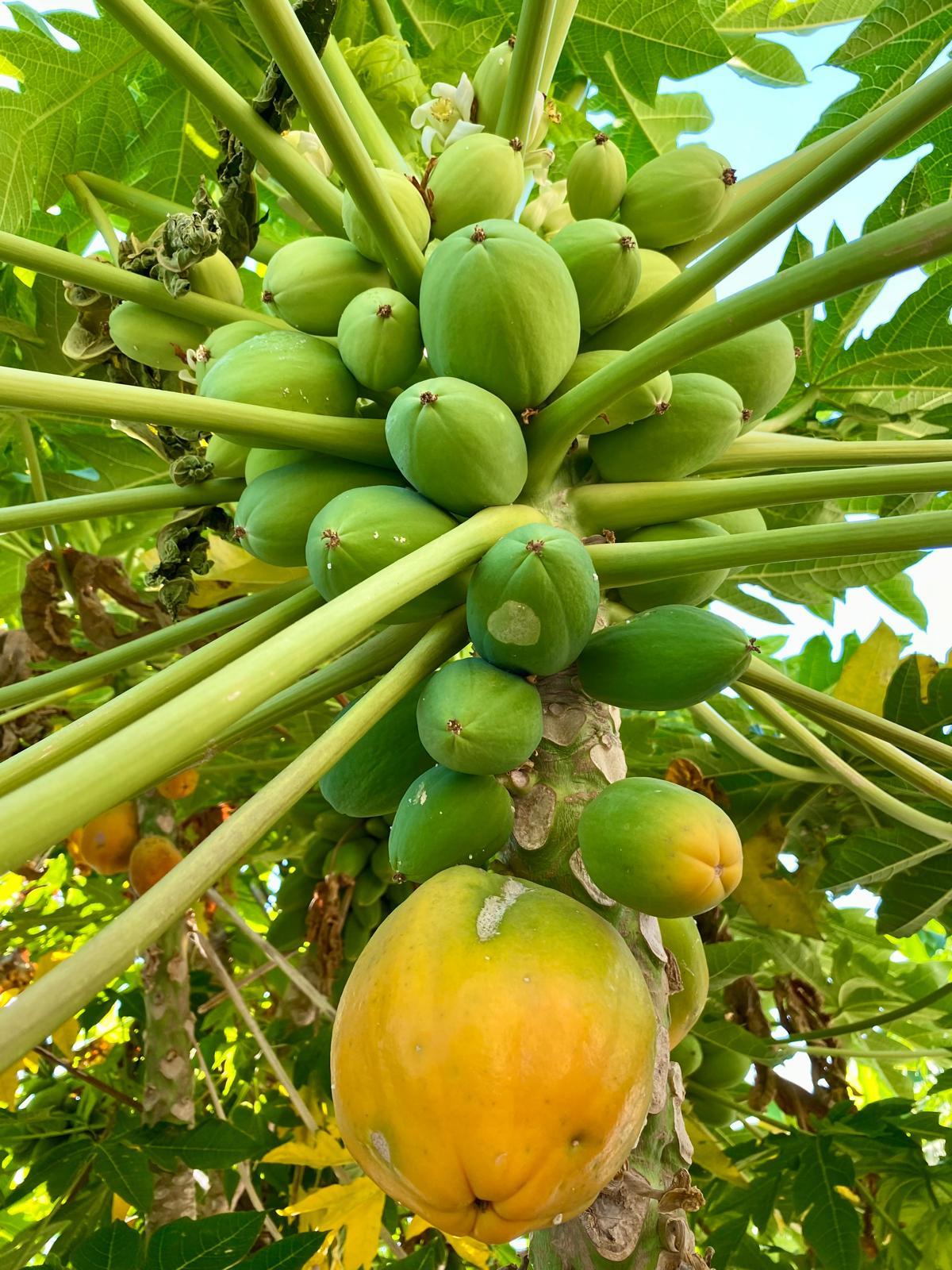 PAPAYA MEYVESİ 1 ADET ( 500-1000GR )