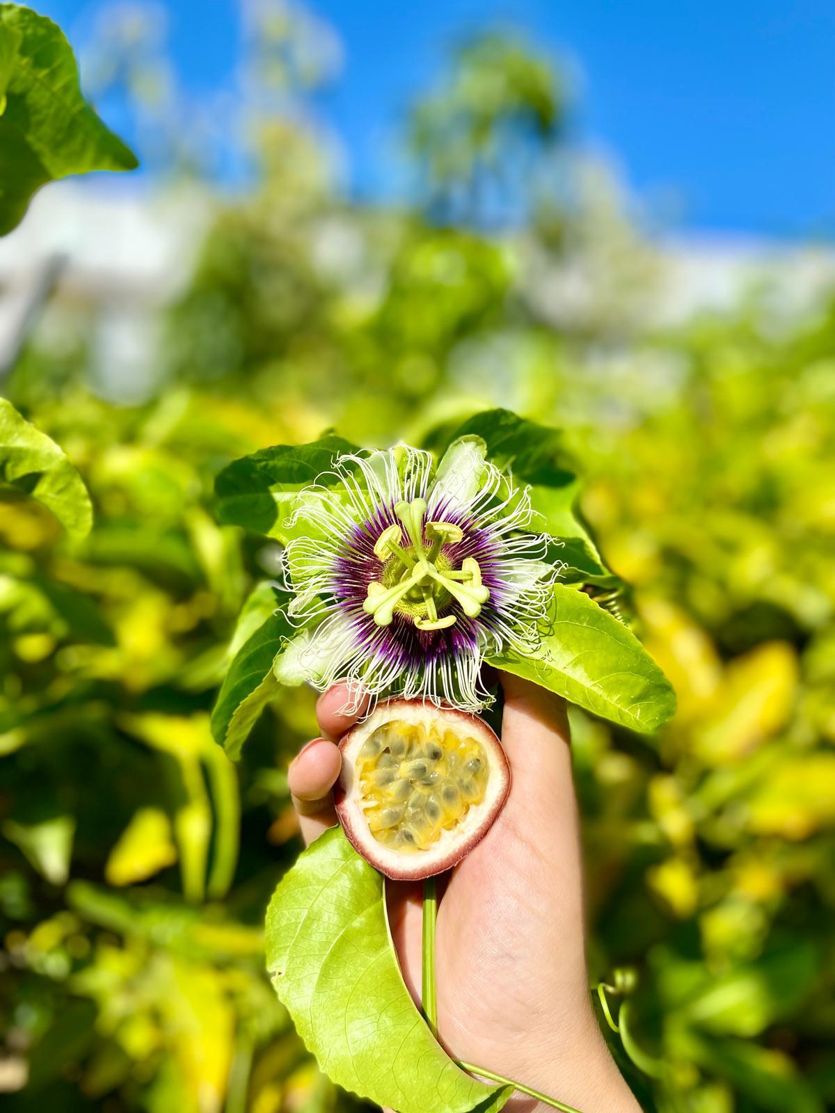 PASSİFLORA Çarkıfelek Meyvesi 1 KG