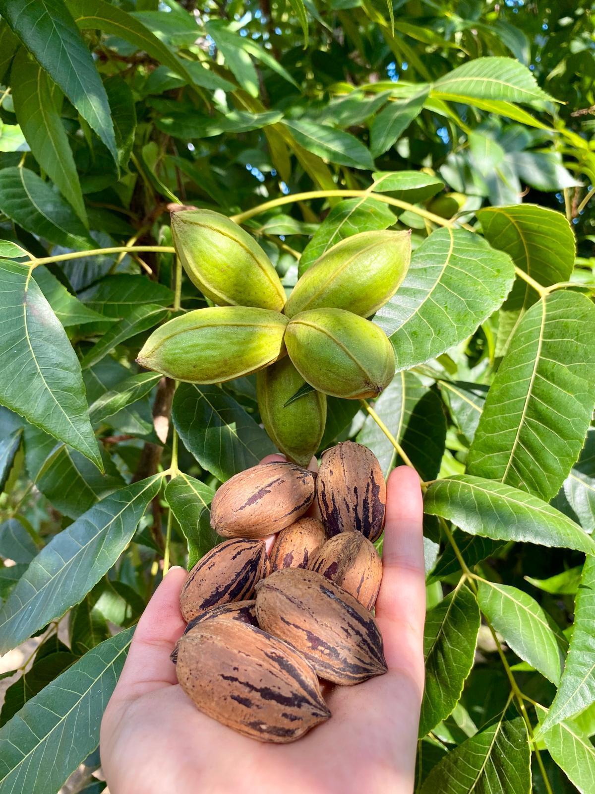 PİKAN CEVİZİ 1 KG