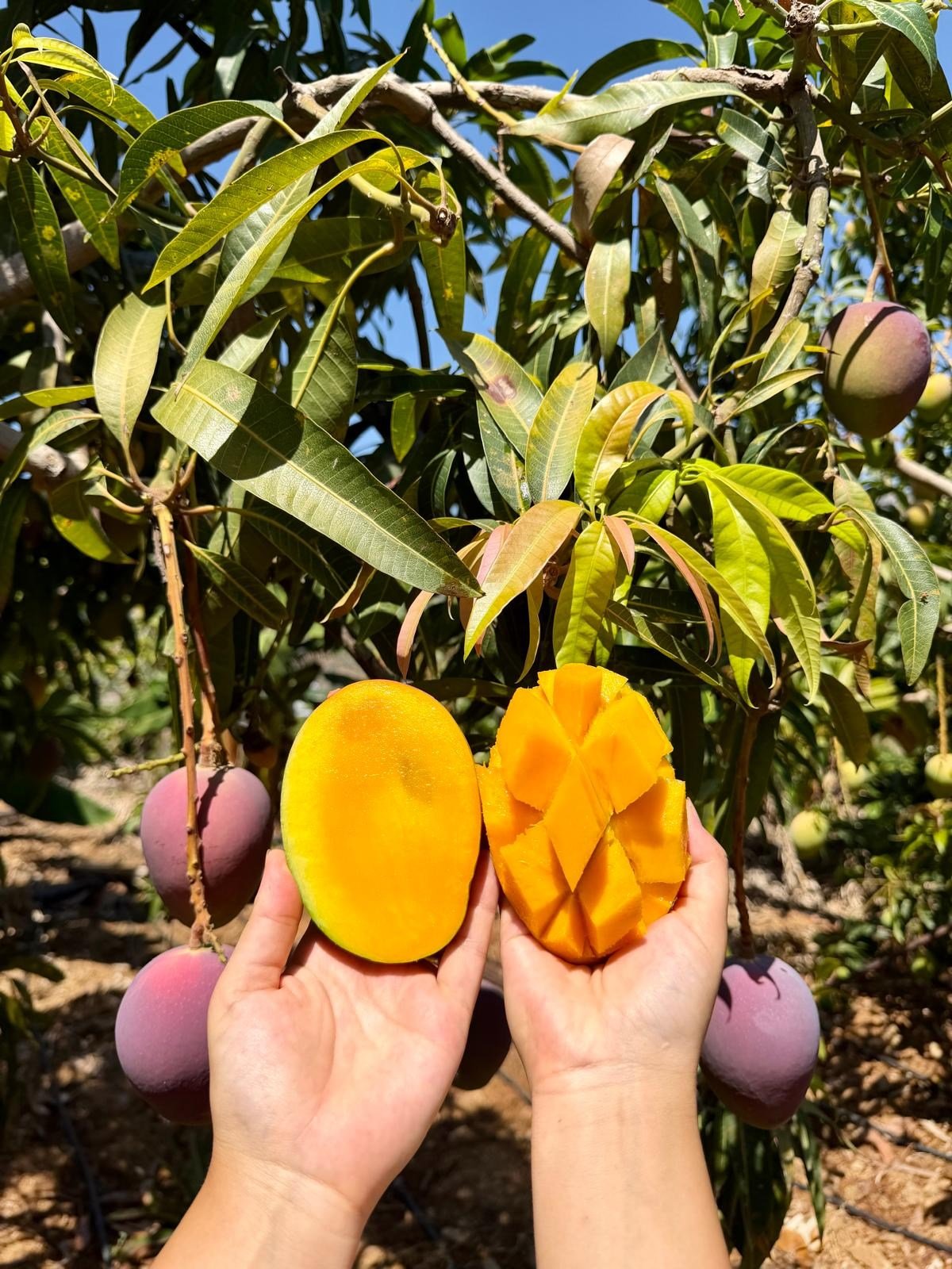 Yerli Mango  (1 Kg) )