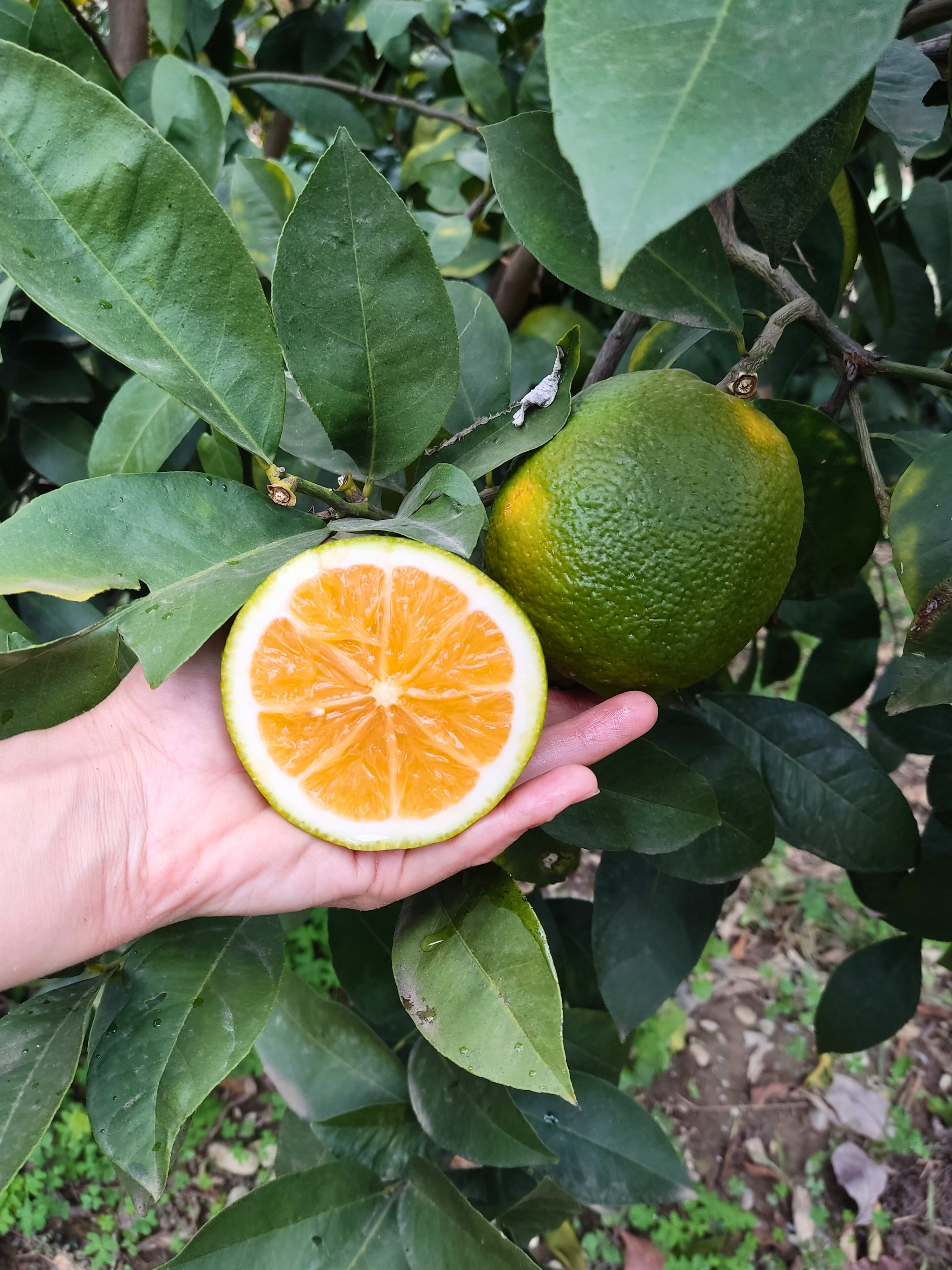 1 kg Kırmızı Limon
