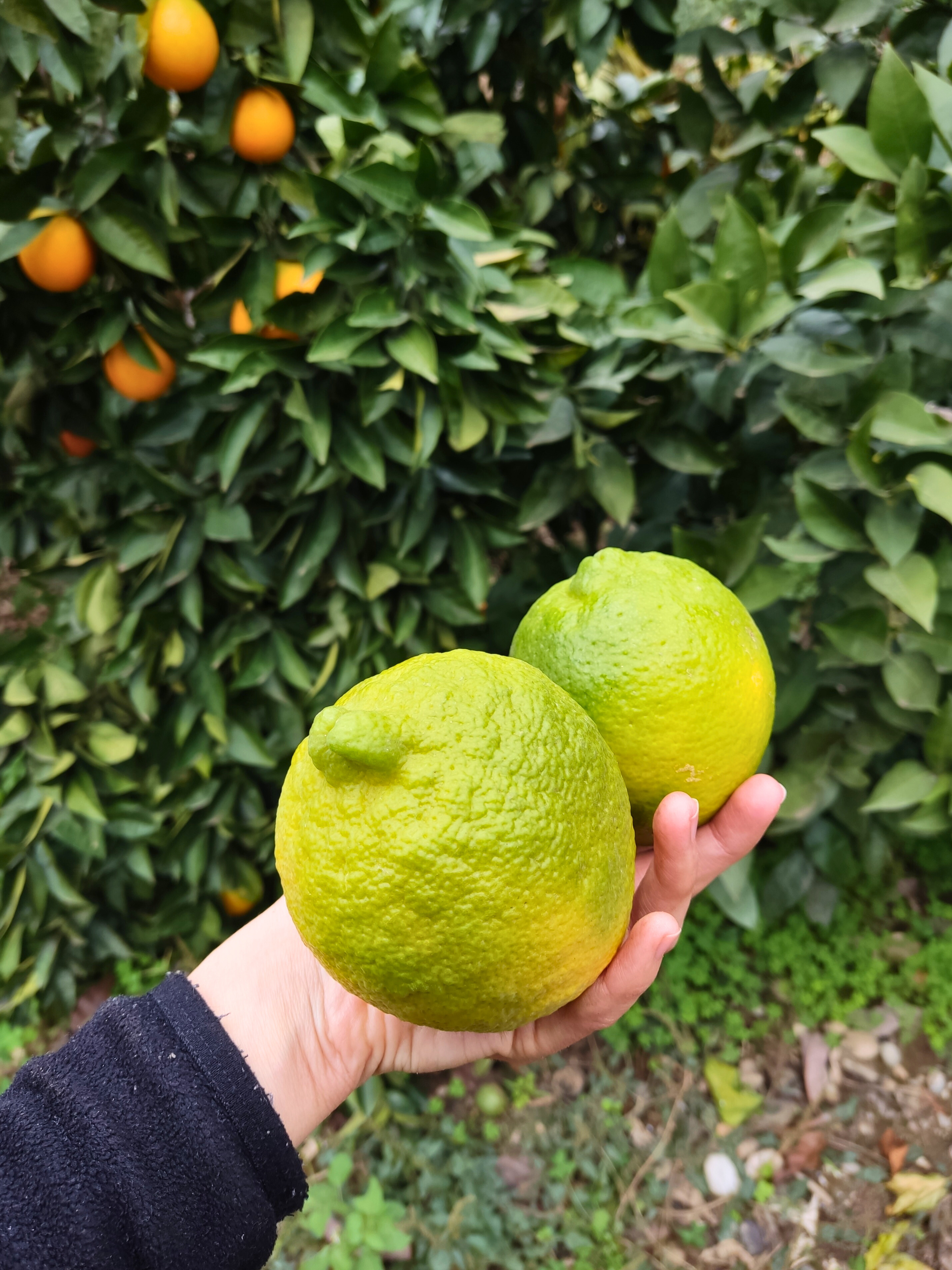 1 kg Kırmızı Limon