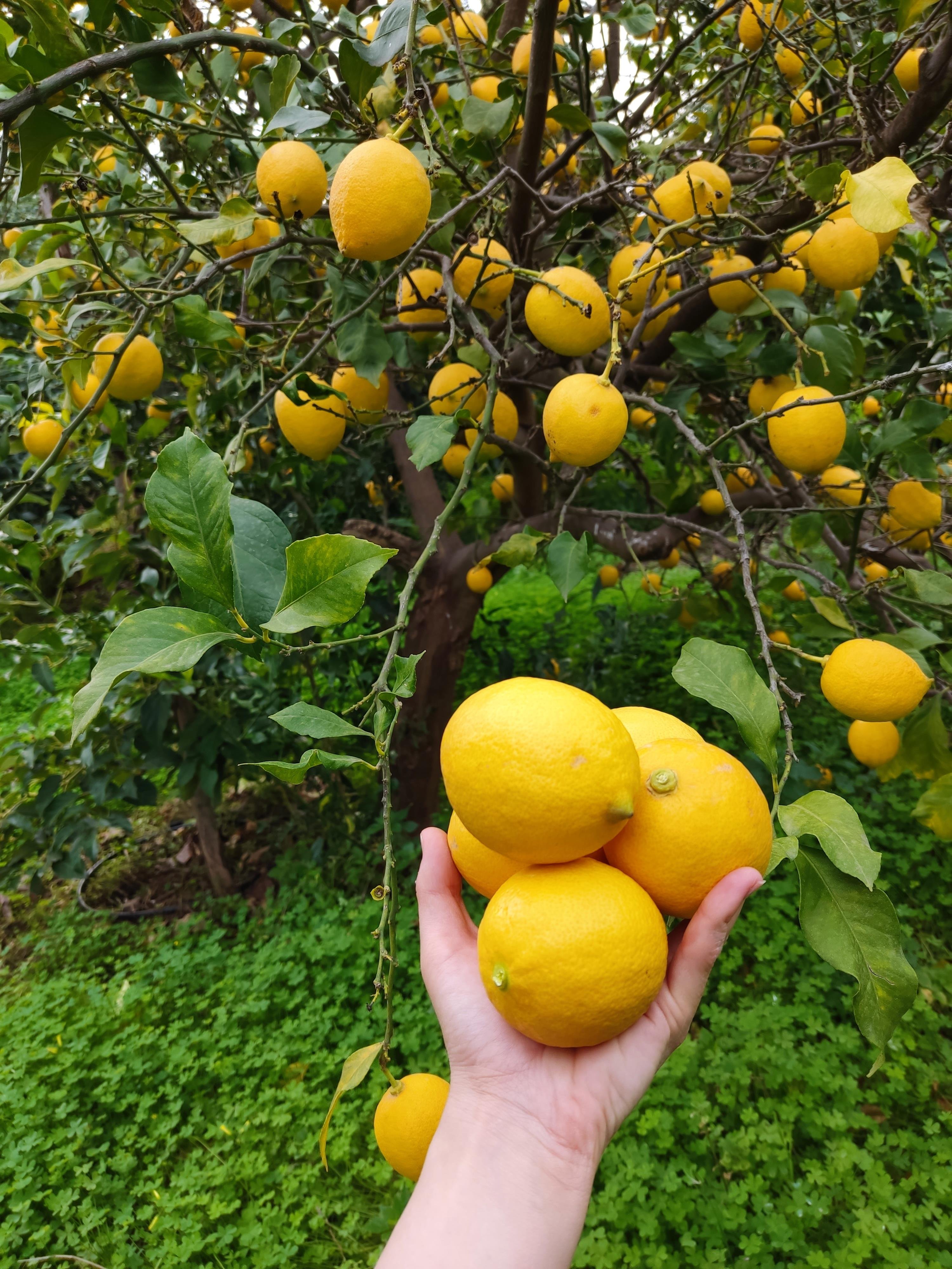 1 kg limon 
