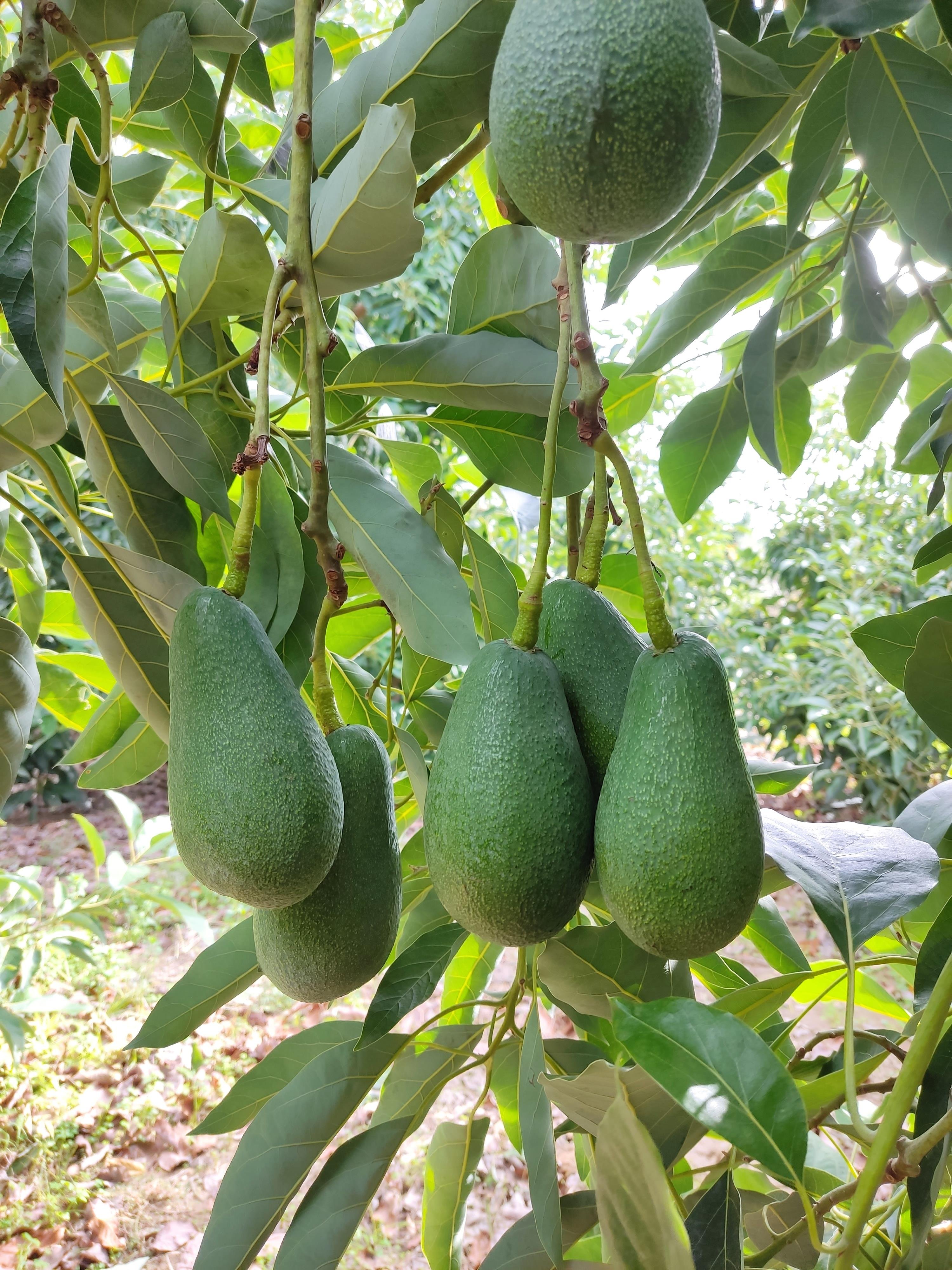 10 ADET AVOKADO