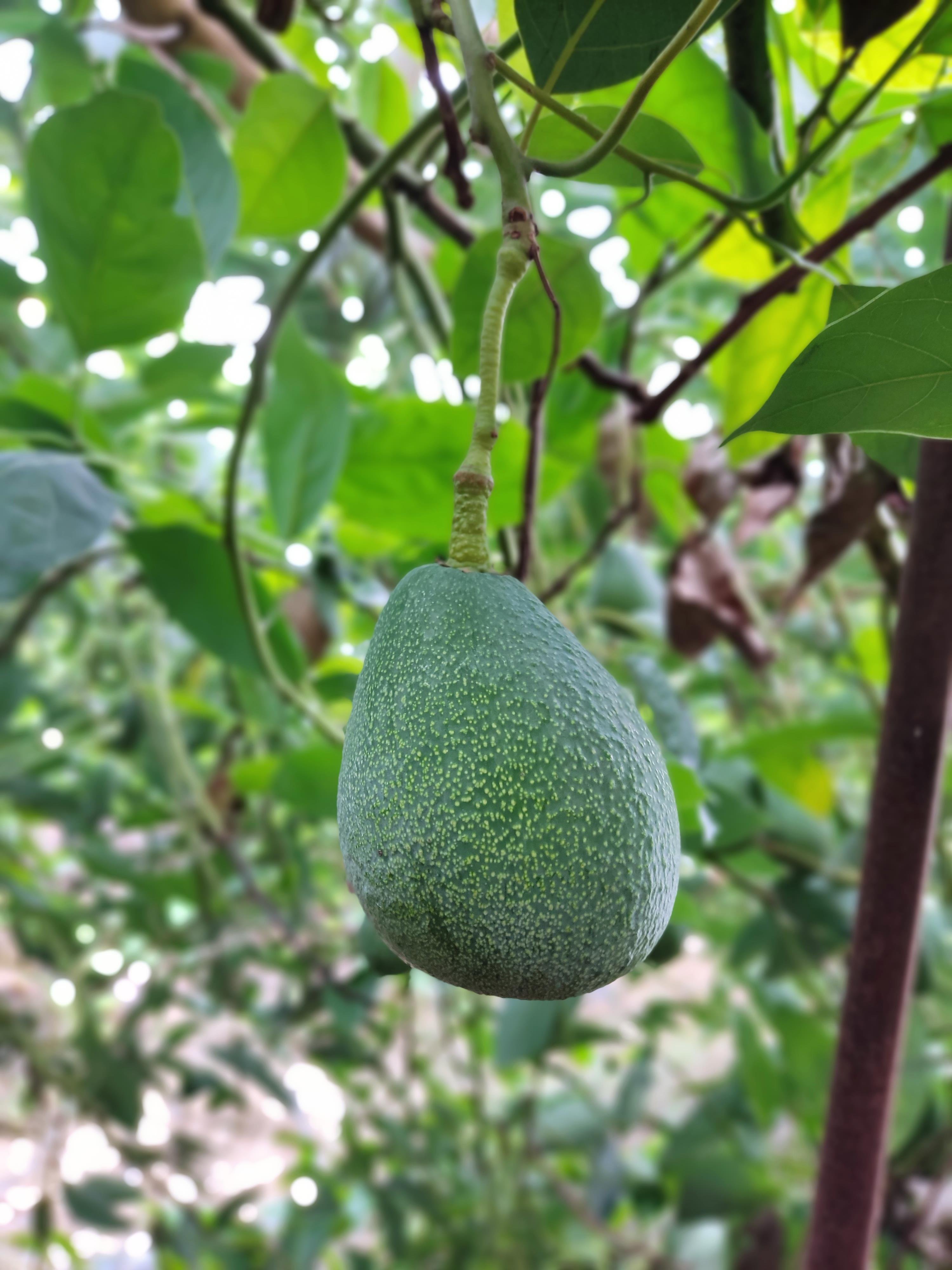 10 ADET AVOKADO