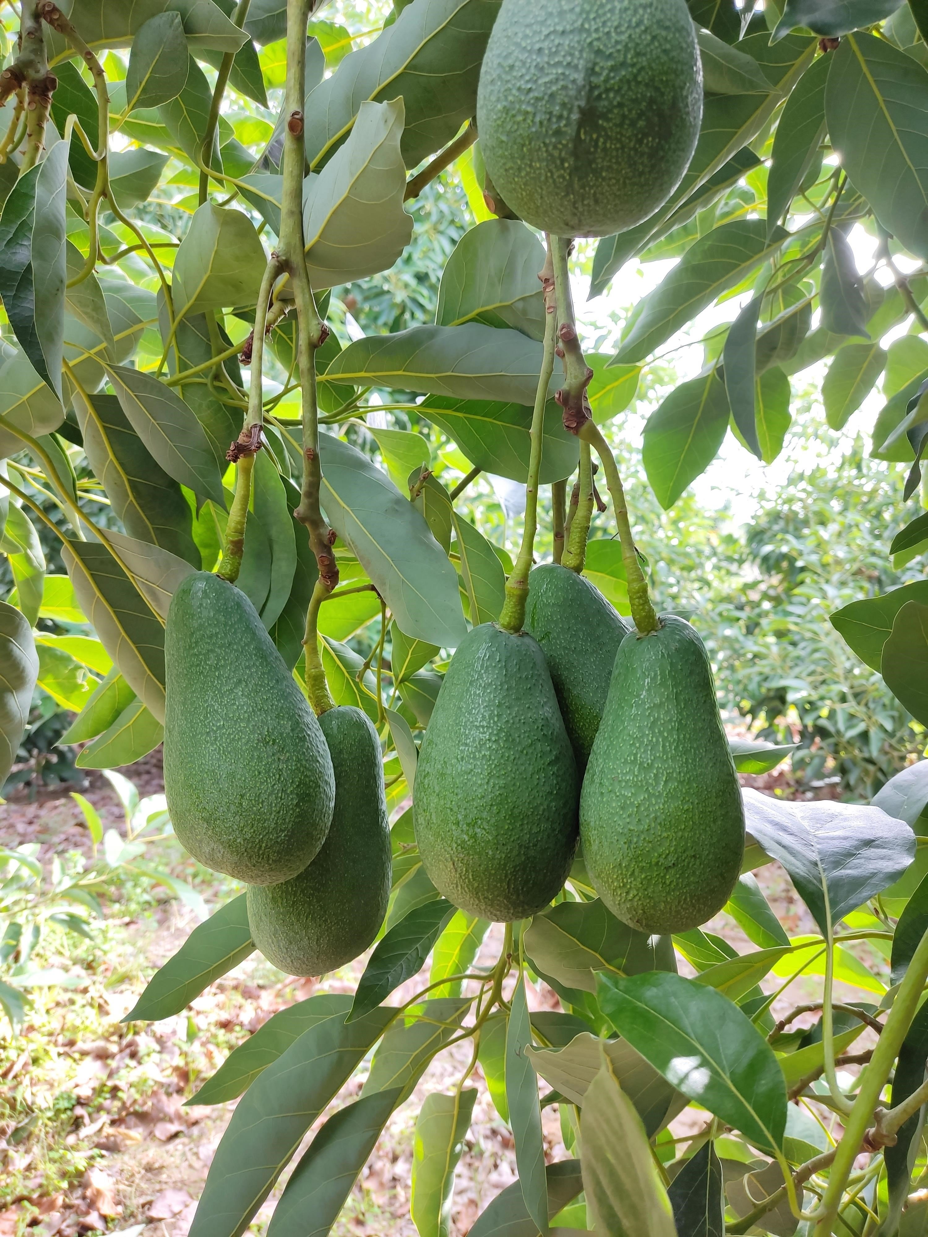 50 ADET AVOKADO