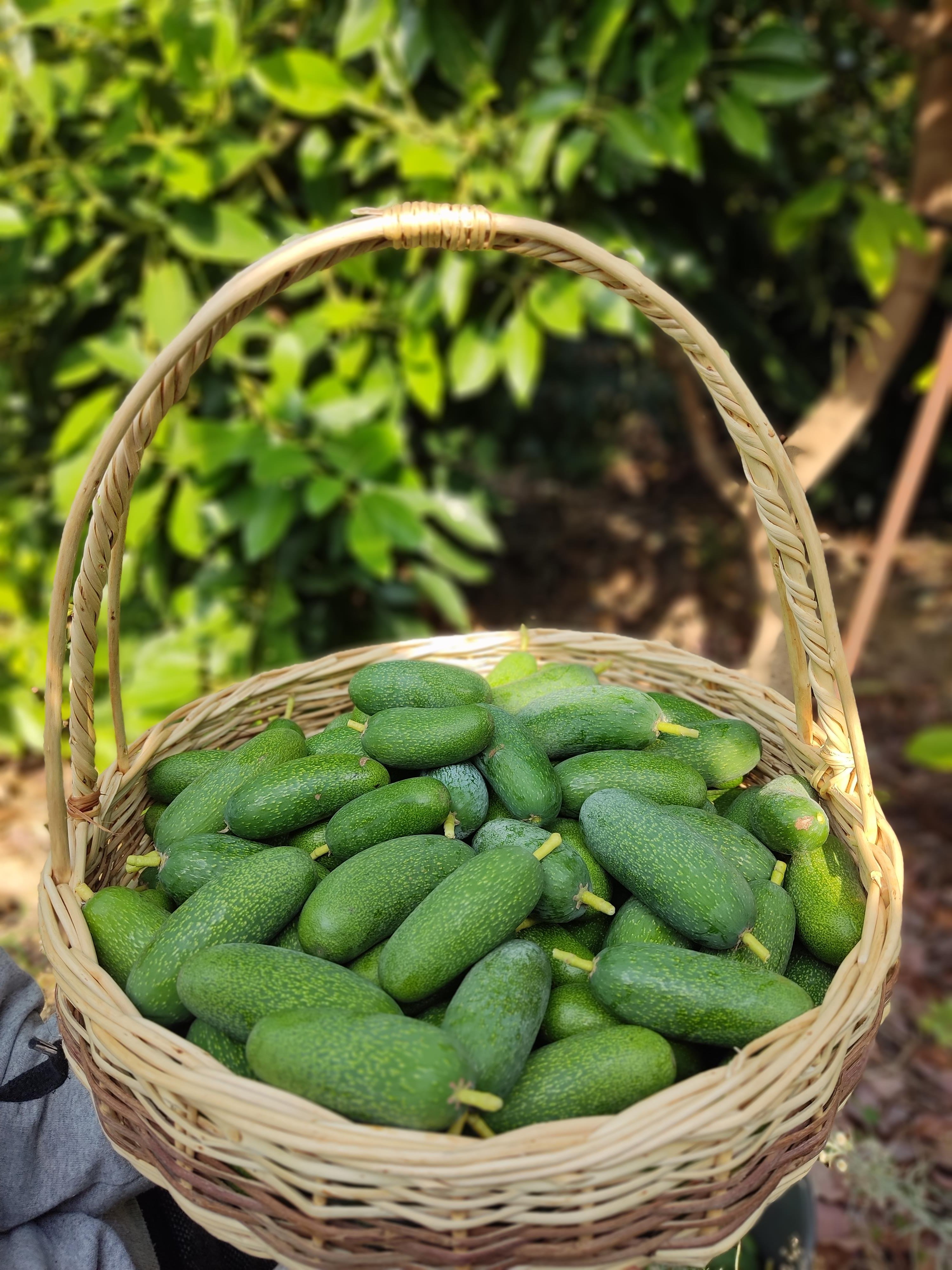 500Gr Bebek avokado (Çekirdeksiz)
