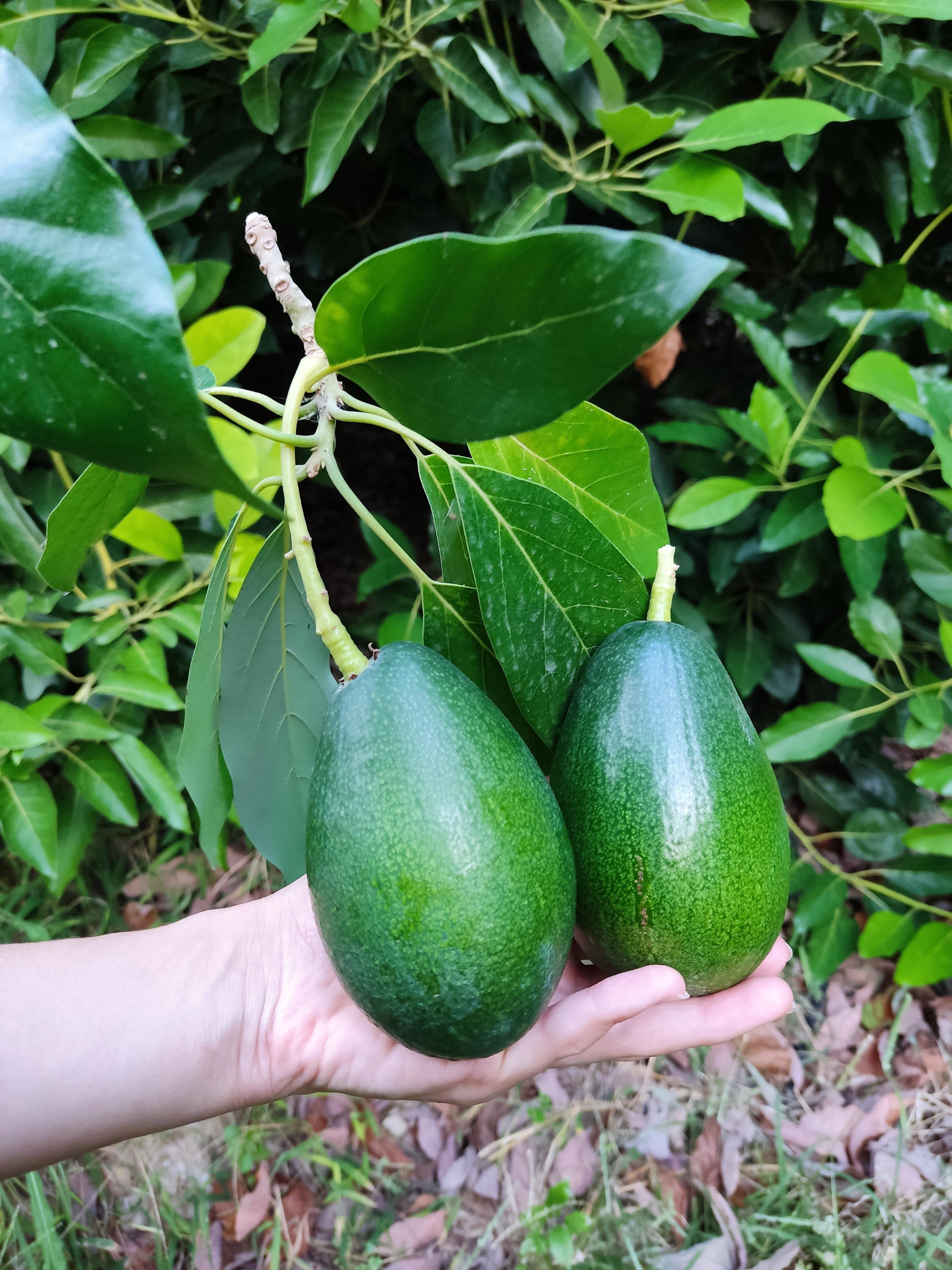 Bacon Avokado 1 kg